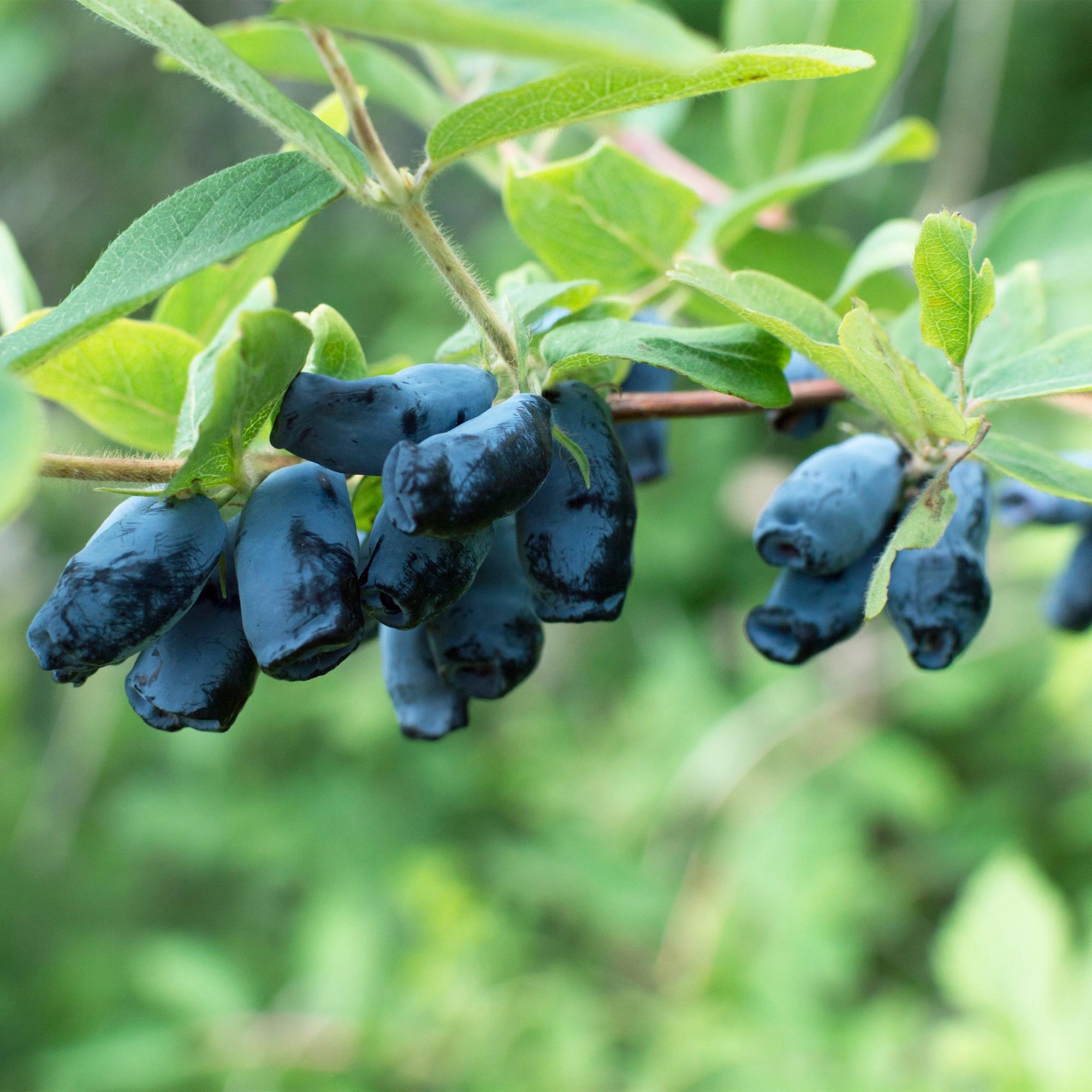 Honigbeere (Lonicera caerulea ‘Kamchatika’) – 2 Pflanzen, 15 cm Topf, 50 cm hoch - Green Guardia - Ihr Experte für Schädlinge und Pflanzen