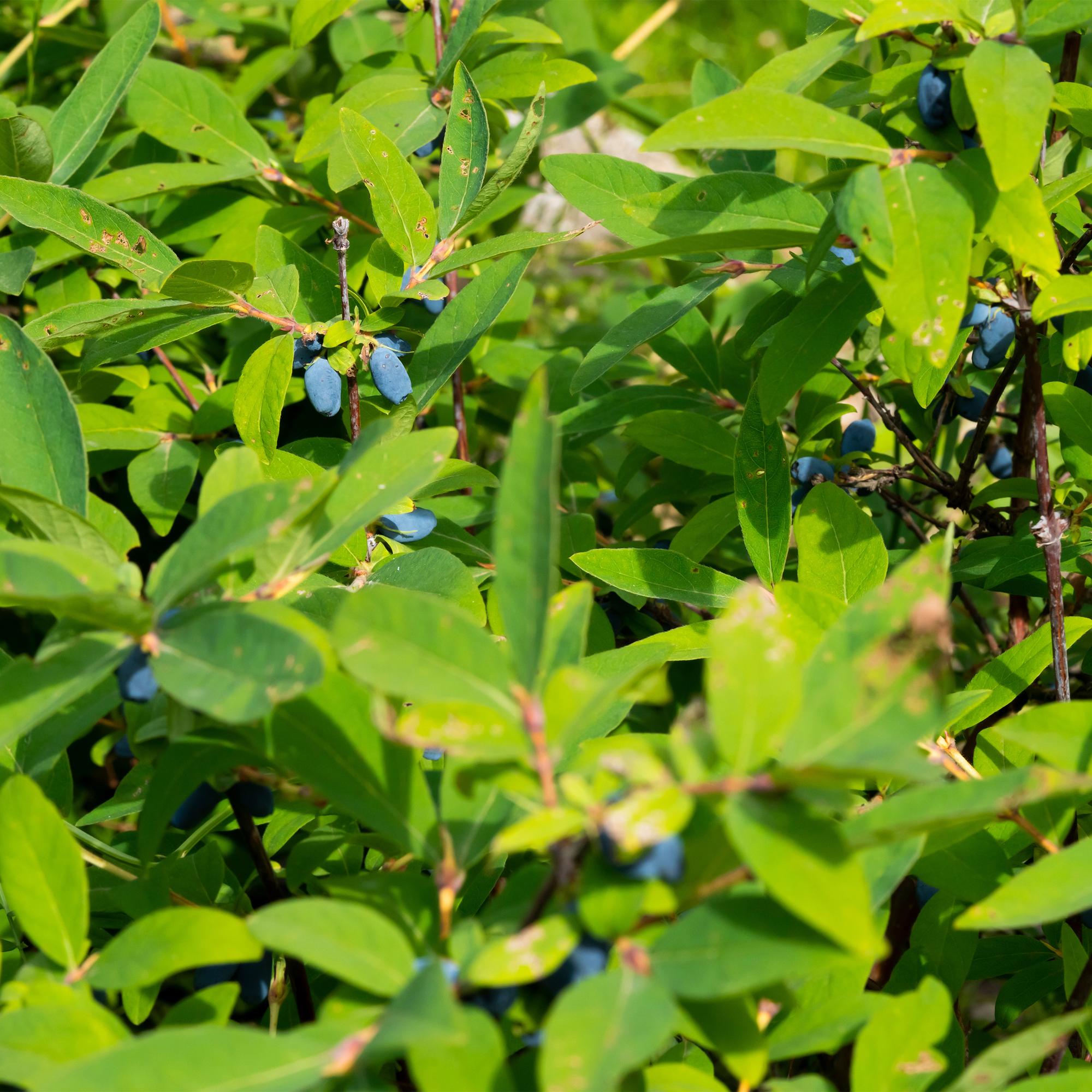 Honigbeere (Lonicera caerulea ‘Kamchatika’) – 2 Pflanzen, 15 cm Topf, 50 cm hoch - Green Guardia - Ihr Experte für Schädlinge und Pflanzen