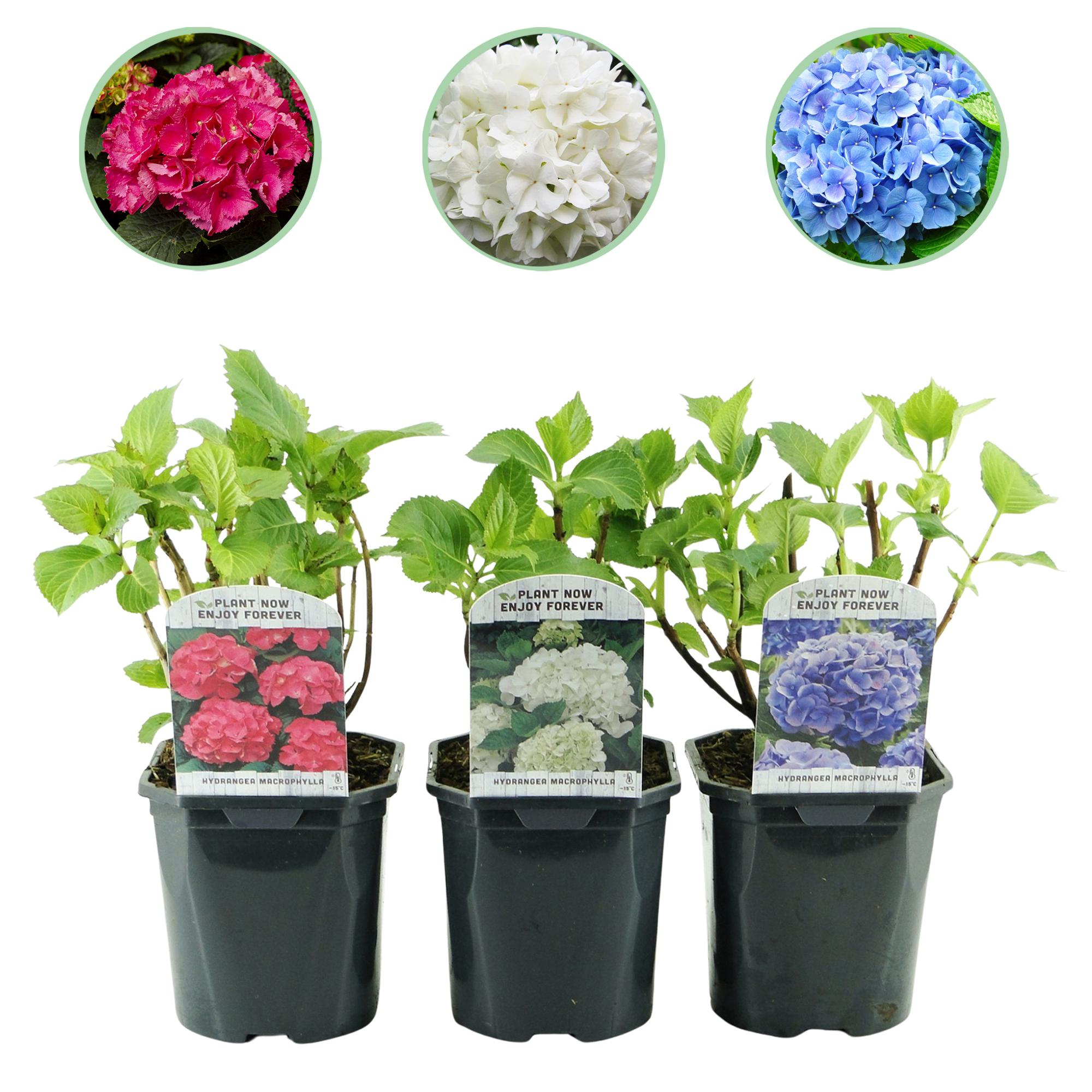 Hortensie ‘Tricolour’ – Dreifarbige Blüte, 3er - Set, pflegeleicht, Topf 17 cm, 30 cm hoch - Green Guardia - Ihr Experte für Schädlinge und Pflanzen