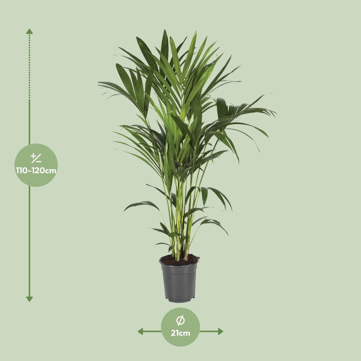 Howea forsteriana – Kentia - Palme – verschiedene Größen – ab 21 cm Topf - Green Guardia - Ihr Experte für Schädlinge und Pflanzen