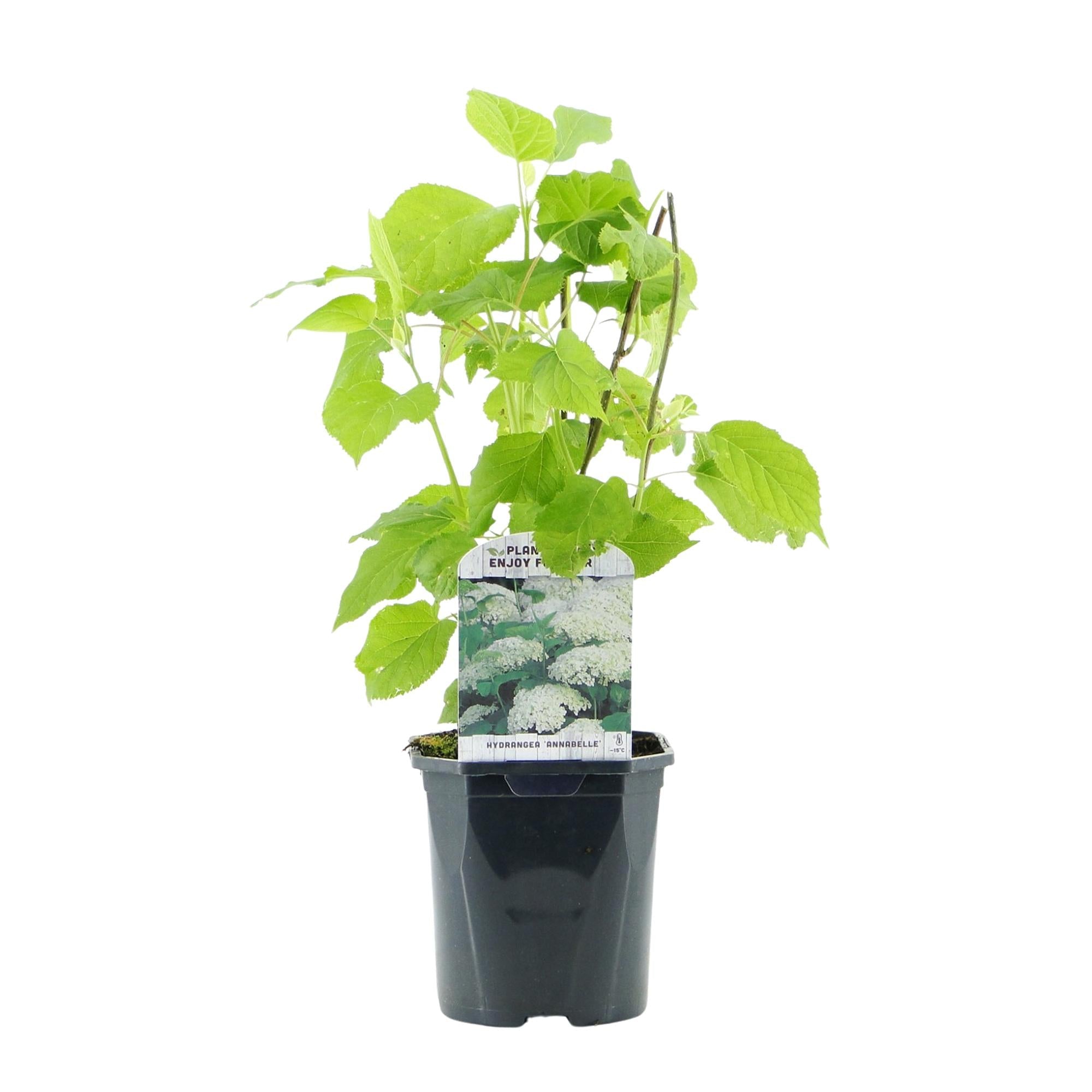 Hydrangea arborescens ‘Annabelle’ – weiße Blüten, laubabwerfend, 3 Pflanzen pro m², 17 cm Topf, 50 cm Höhe - Green Guardia - Ihr Experte für Schädlinge und Pflanzen