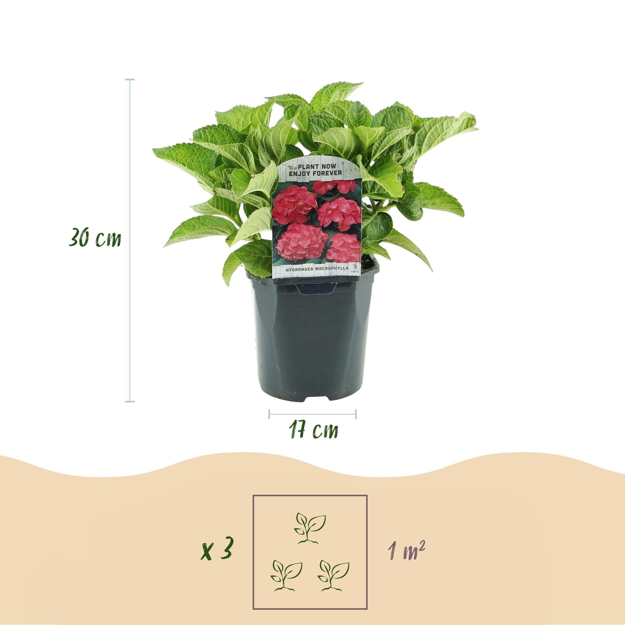 Hydrangea macrophylla – robuste Hortensie in mehreren Farben - 3 Pflanzen, 17 cm Topf, 30 cm Höhe (Kopie) - Green Guardia - Ihr Experte für Schädlinge und Pflanzen