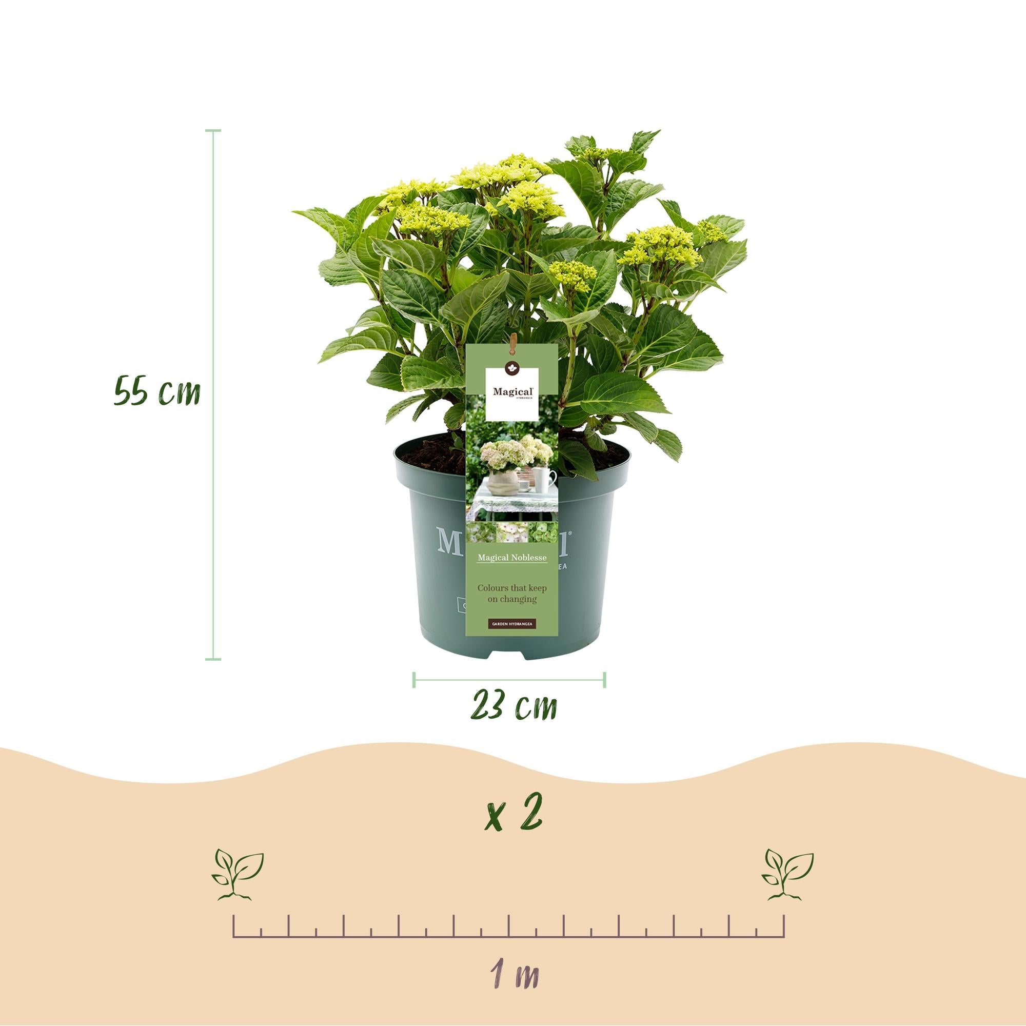 Hydrangea ‘Magical Nobless’ – weiße Hortensie, 23 cm Topf, 55 cm hoch - Green Guardia - Ihr Experte für Schädlinge und Pflanzen