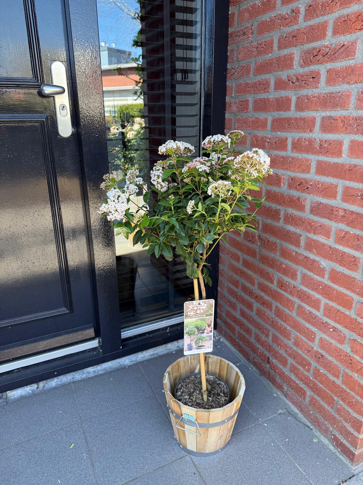 Immergrüne Stamm - Pflanze Viburnum tinus – weiß - rosa Blüte – Topf 19 cm, Höhe 90 cm - Green Guardia - Ihr Experte für Schädlinge und Pflanzen
