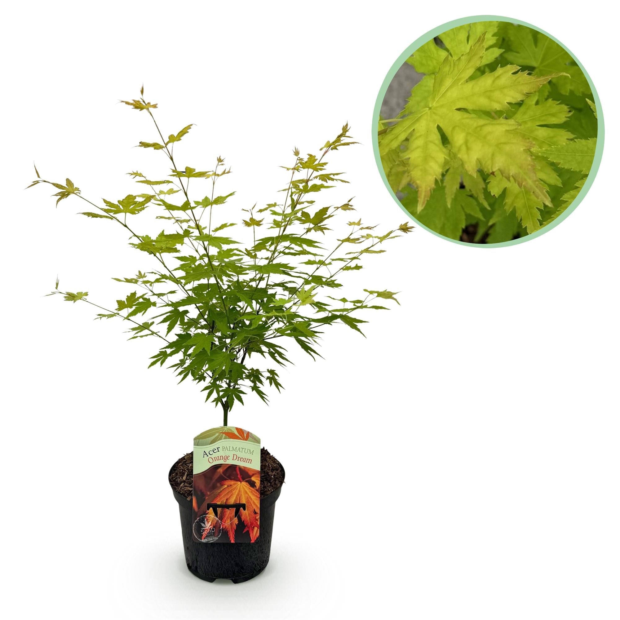 Japanischer Ahorn – Sorte ‘Orange Dream’, laubabwerfend, 19 cm Topf, 70 cm hoch - Green Guardia - Ihr Experte für Schädlinge und Pflanzen