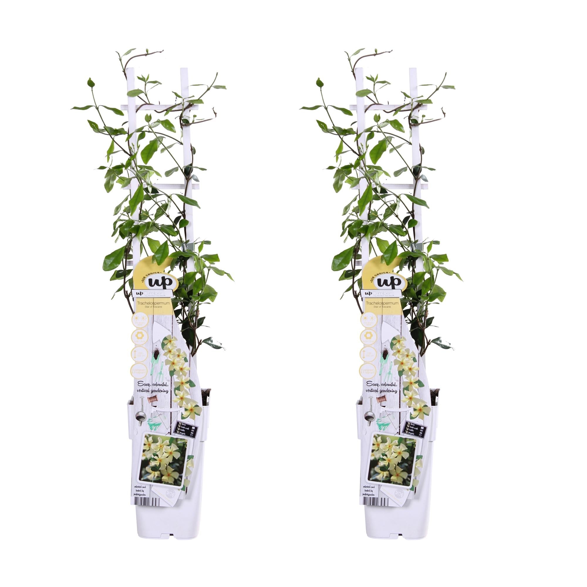 Jasmin ‘Star of Toscana’ – Trachelospermum, immergrün, 15 cm Topf, 65 cm hoch - Green Guardia - Ihr Experte für Schädlinge und Pflanzen