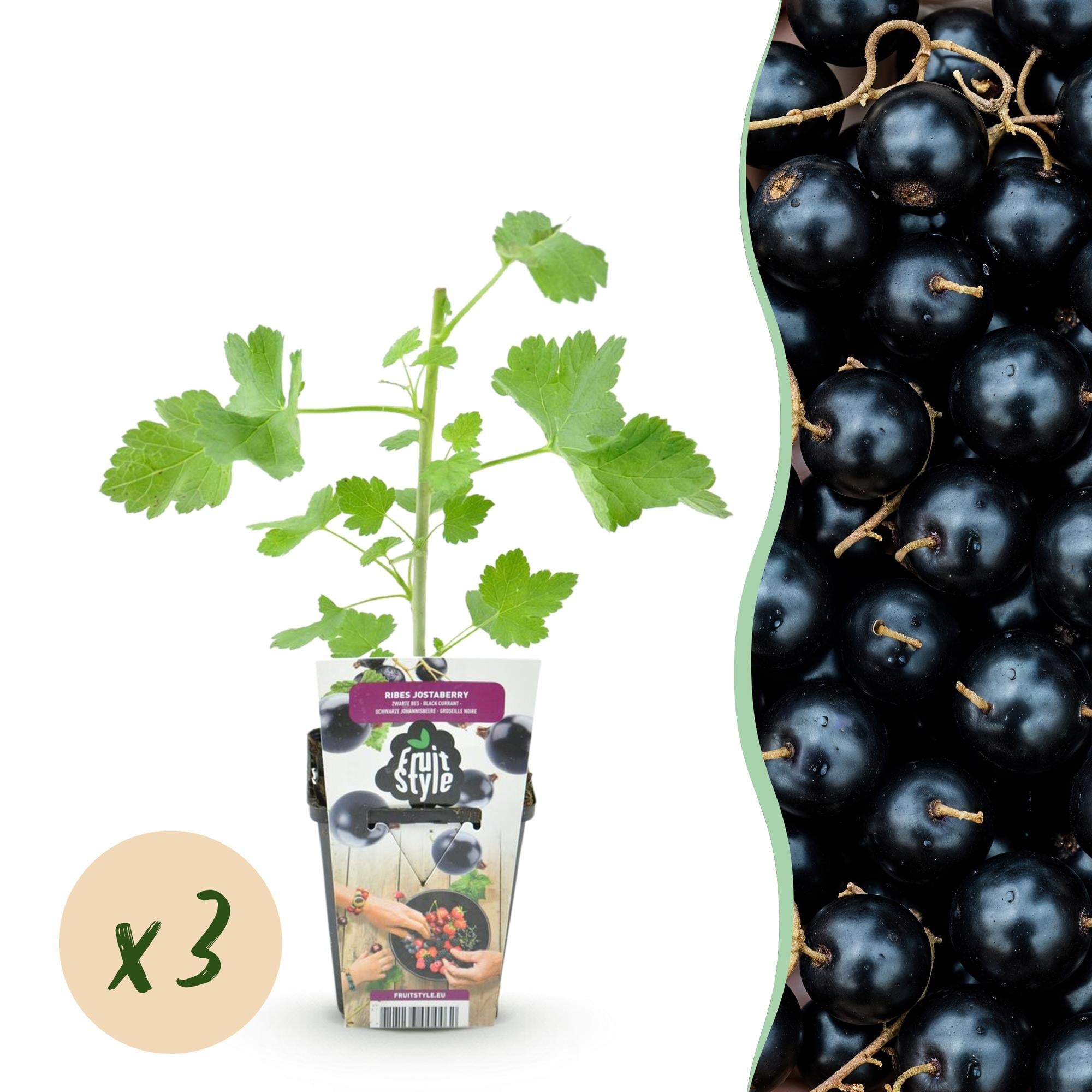 Jostabeere – Ribes ‘Jostabeere’ – winterhart – schwarze Beeren – 3 - 6 Pflanzen – 9 cm Topf - Green Guardia - Ihr Experte für Schädlinge und Pflanzen