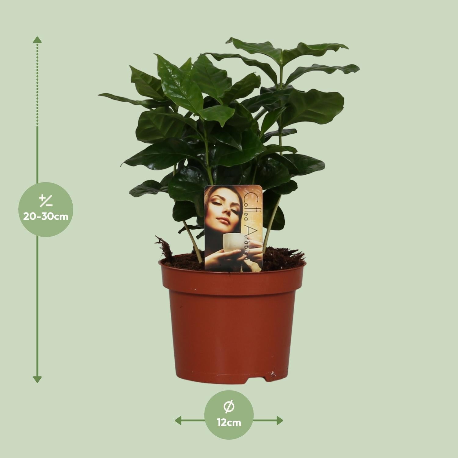 Kaffeepflanze (Coffea arabica) – 22–30 cm - Green Guardia - Ihr Experte für Schädlinge und Pflanzen