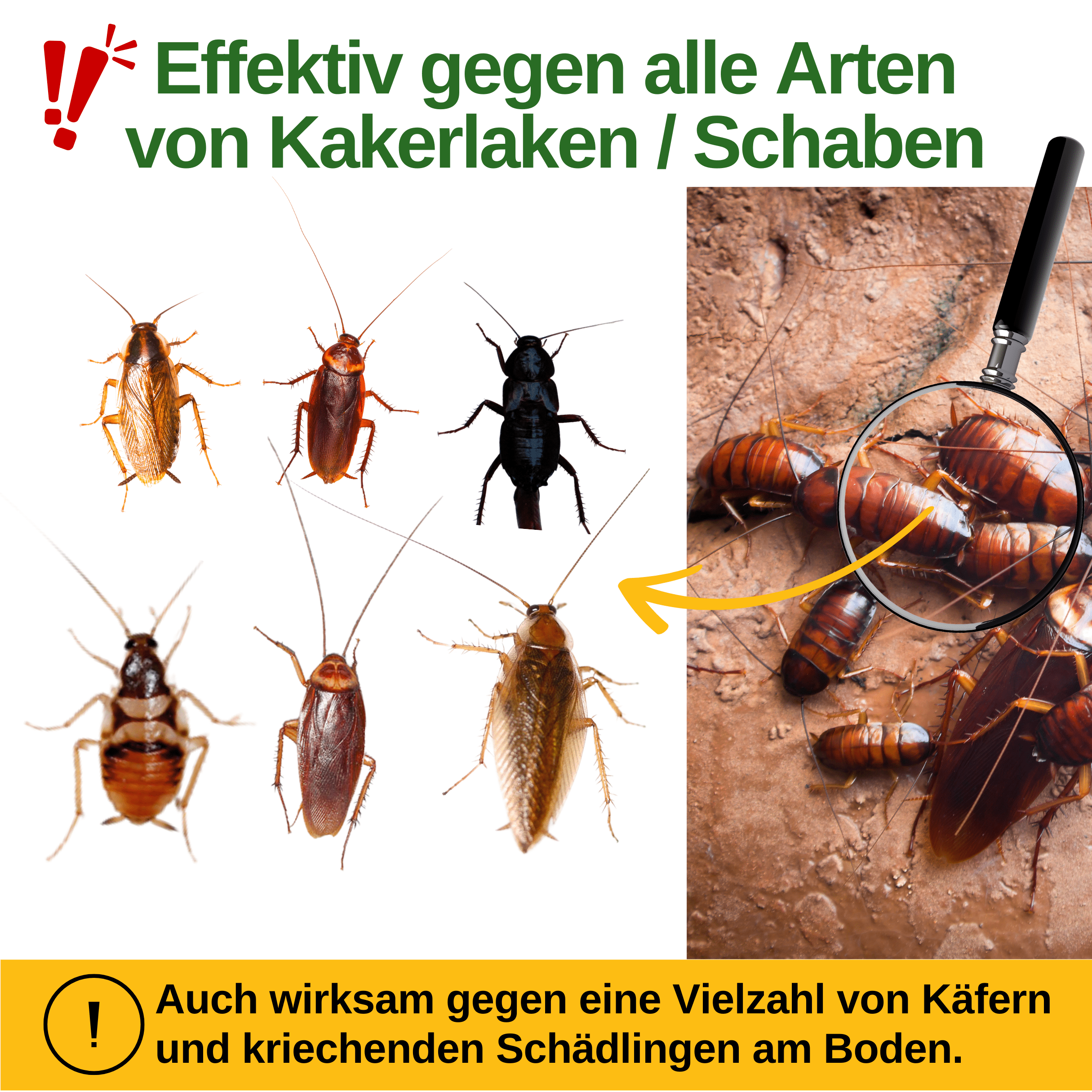 Kakerlaken / Schaben Falle mit Spezial - Lockstoff - Green Guardia - Ihr Experte für Schädlinge und Pflanzen
