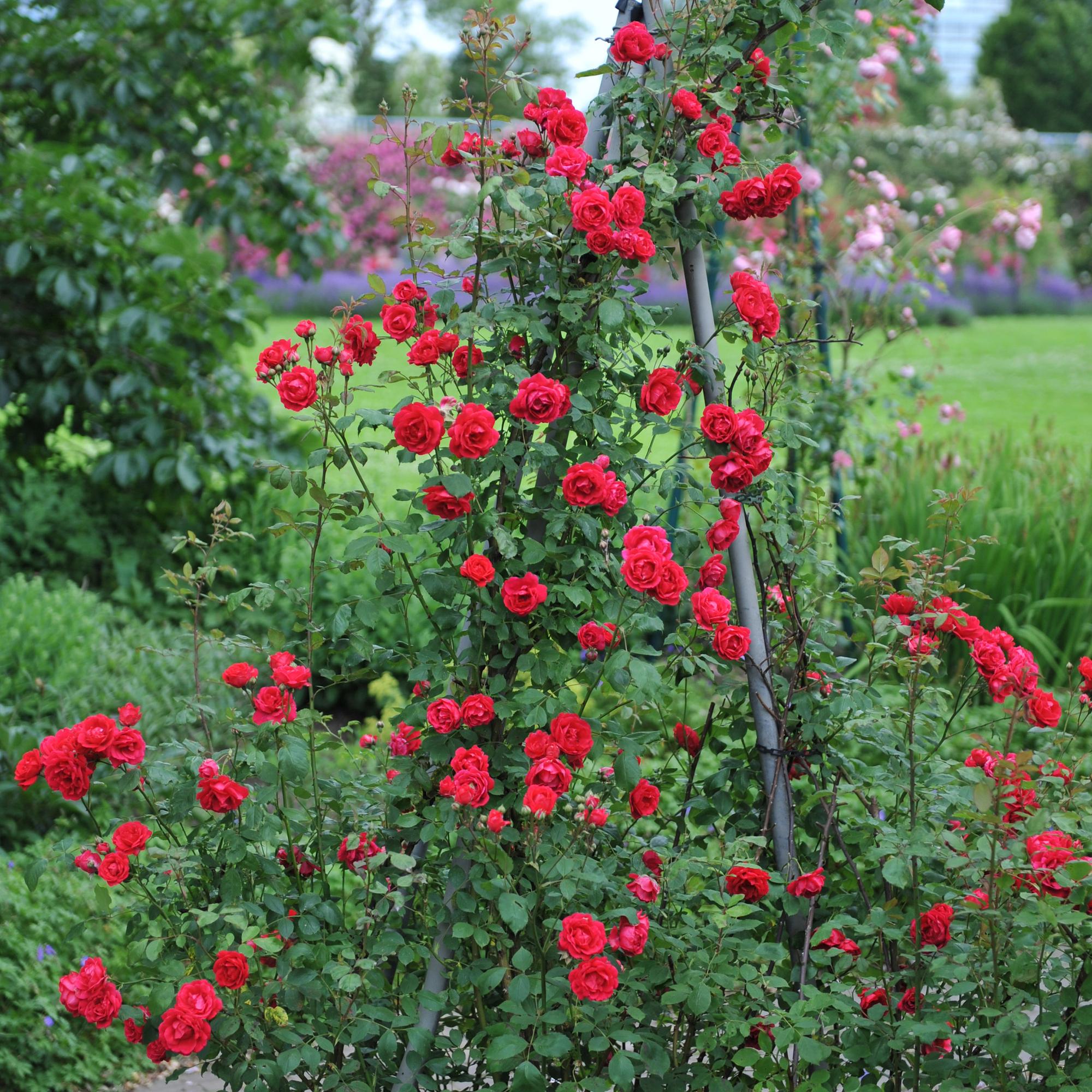Kletterrose ‘Paul Scarlet Climber’ – robust, pflegeleicht, 2 Pflanzen, Topf 11 cm, 40 cm hoch - Green Guardia - Ihr Experte für Schädlinge und Pflanzen