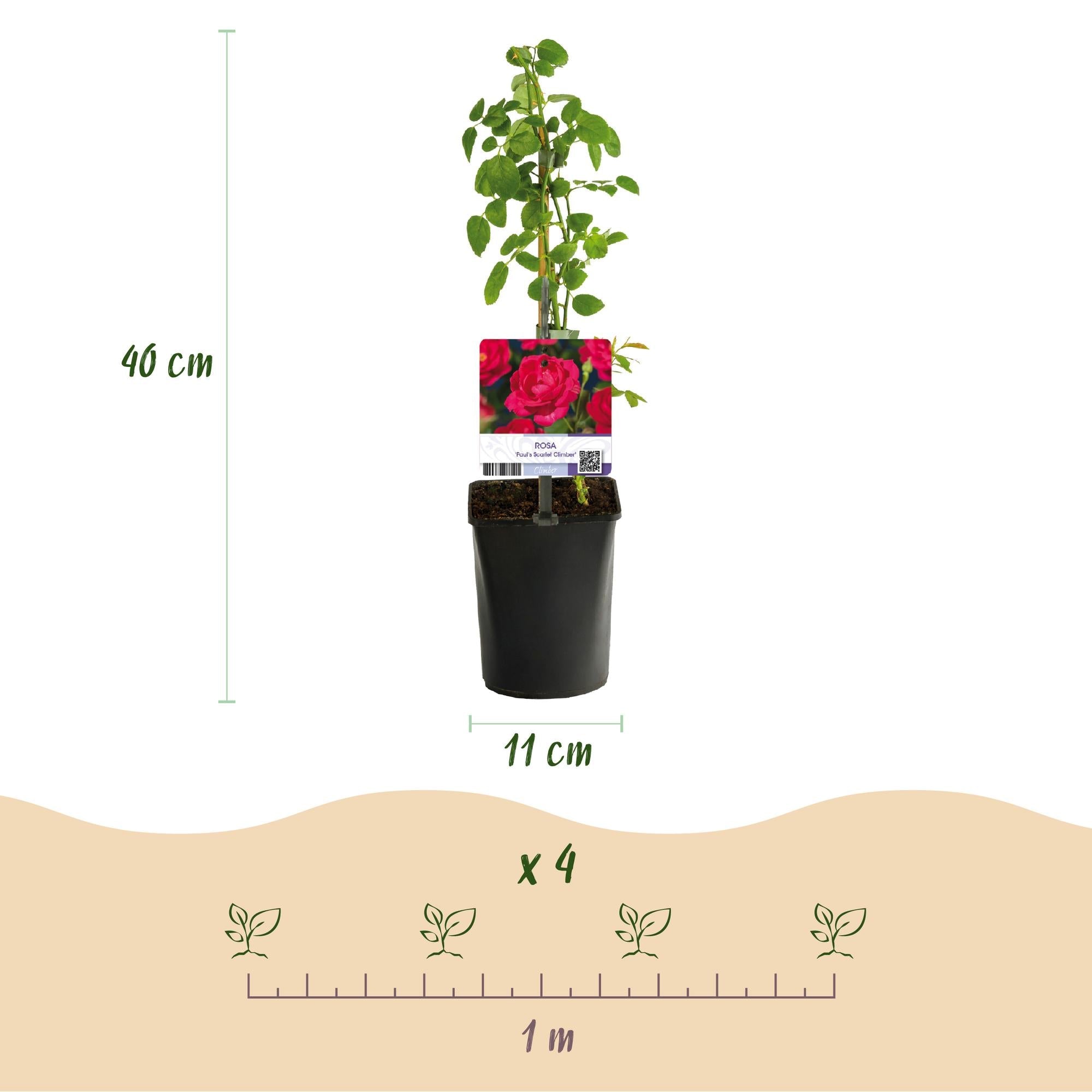 Kletterrose ‘Paul Scarlet Climber’ – robust, pflegeleicht, 2 Pflanzen, Topf 11 cm, 40 cm hoch - Green Guardia - Ihr Experte für Schädlinge und Pflanzen