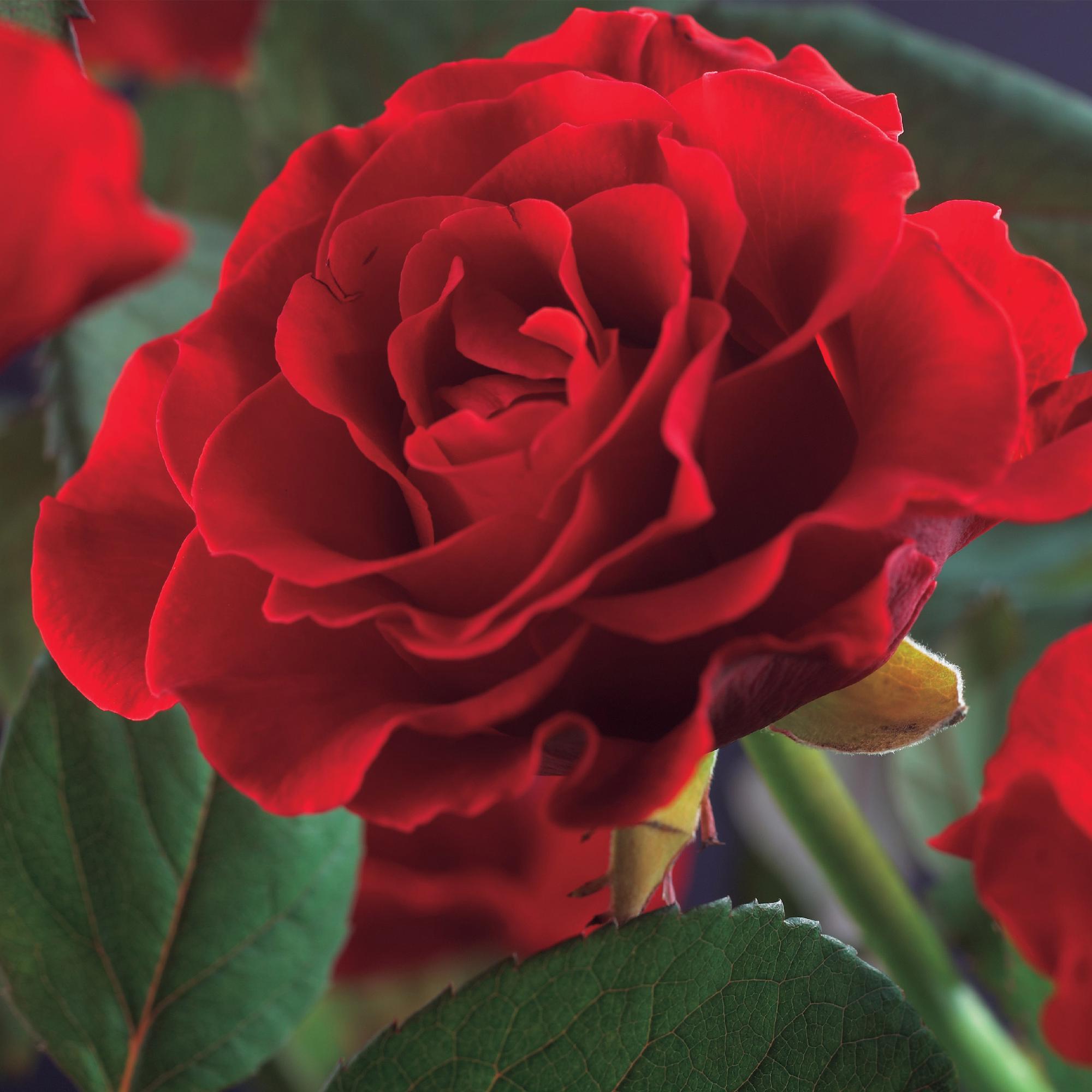 Kletterrose ‘Paul Scarlet Climber’ – robust, pflegeleicht, 2 Pflanzen, Topf 11 cm, 40 cm hoch - Green Guardia - Ihr Experte für Schädlinge und Pflanzen