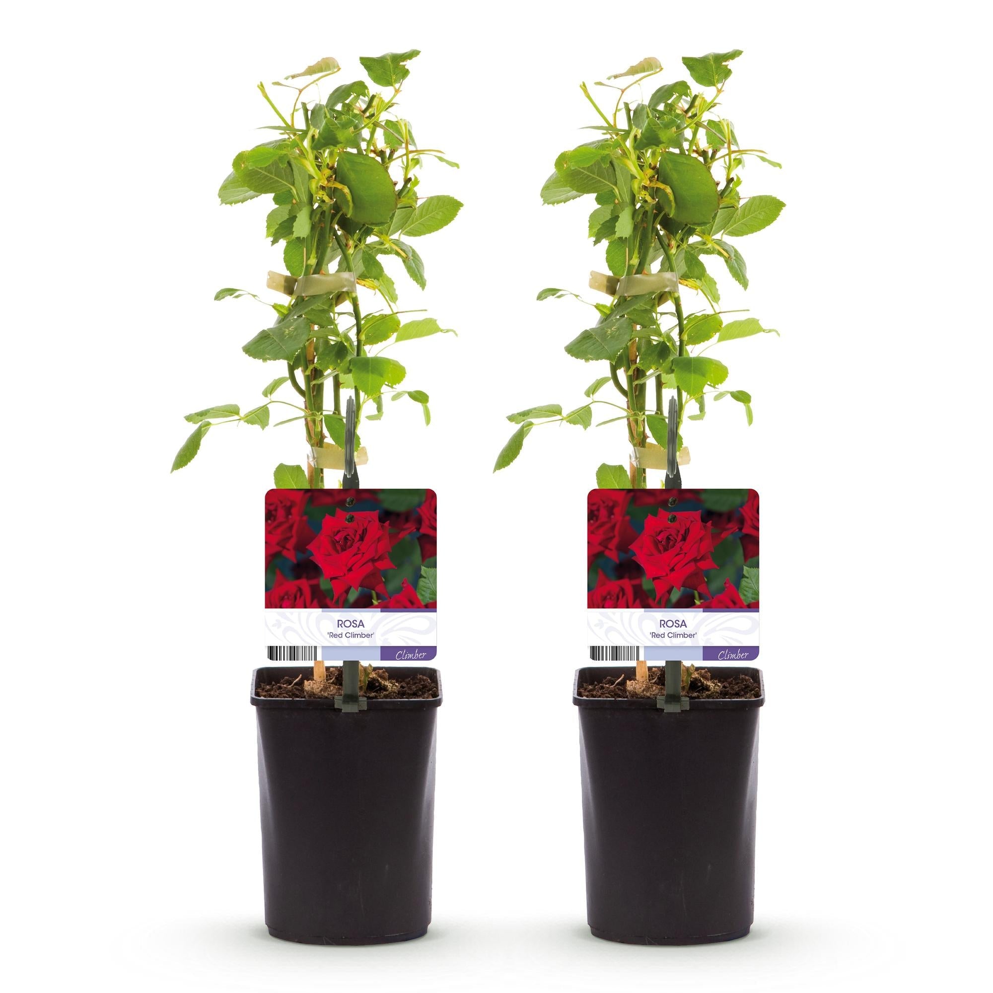 Kletterrose ‘Red Climber’ – rot blühende, robuste Sorte, 2 Pflanzen, 11 - cm - Topf, 40 cm - Green Guardia - Ihr Experte für Schädlinge und Pflanzen