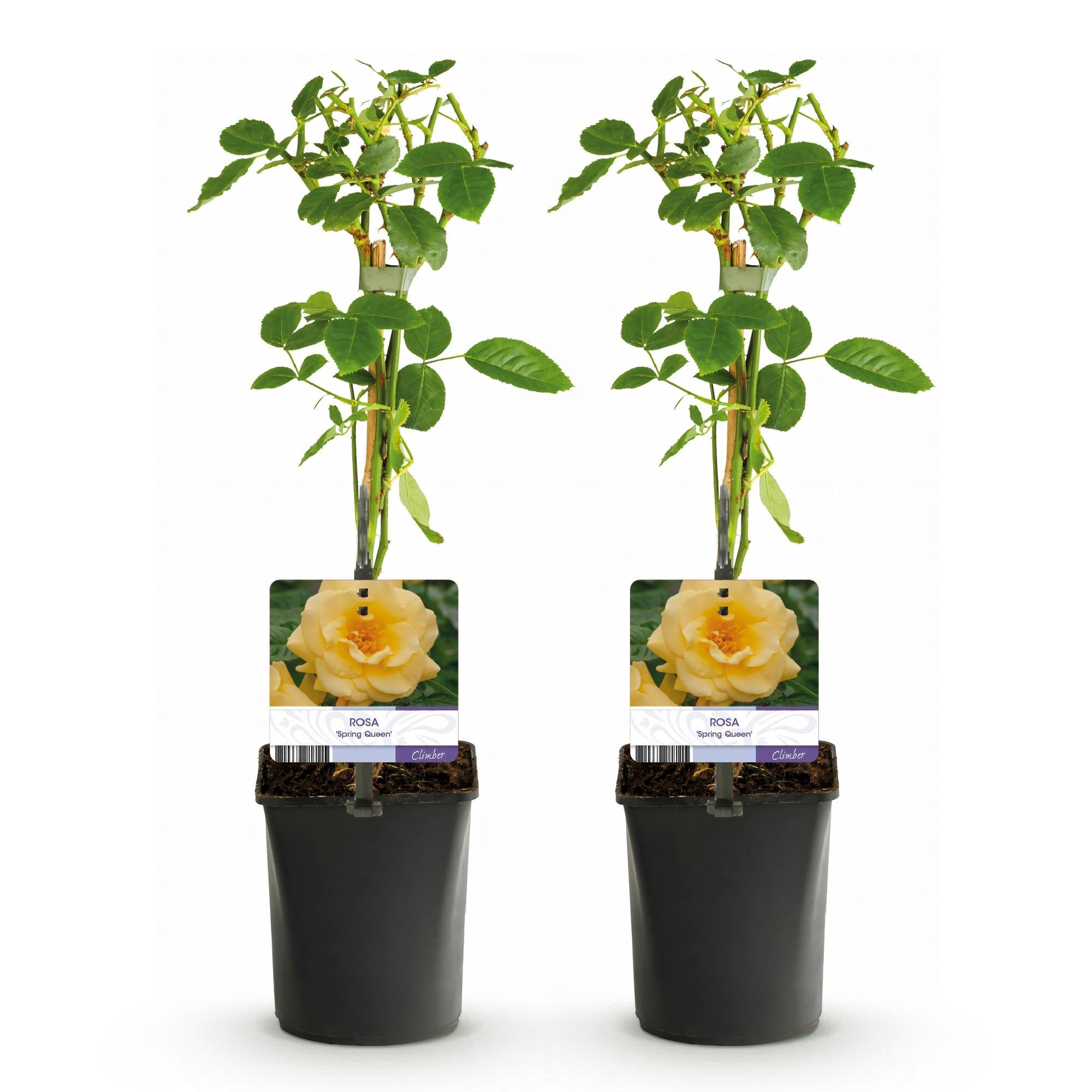 Kletterrose ‘Spring Queen’ – gelbe Blüte, pflegeleicht, 2 Pflanzen, 11 - cm - Topf, 40 cm hoch - Green Guardia - Ihr Experte für Schädlinge und Pflanzen