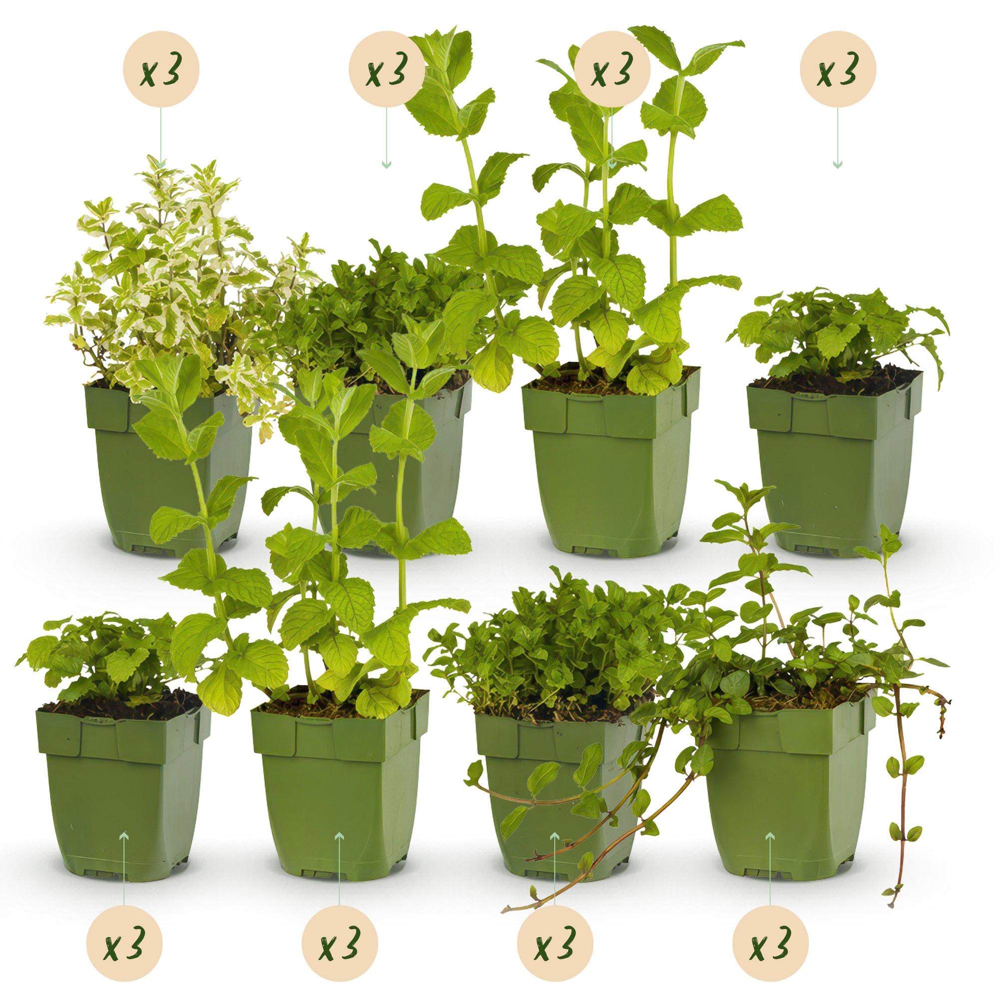 Kräuterpaket – Kräutertee – 24 Stauden – für ca. 3 m² – pflegeleicht – 11 cm Topf - Green Guardia - Ihr Experte für Schädlinge und Pflanzen