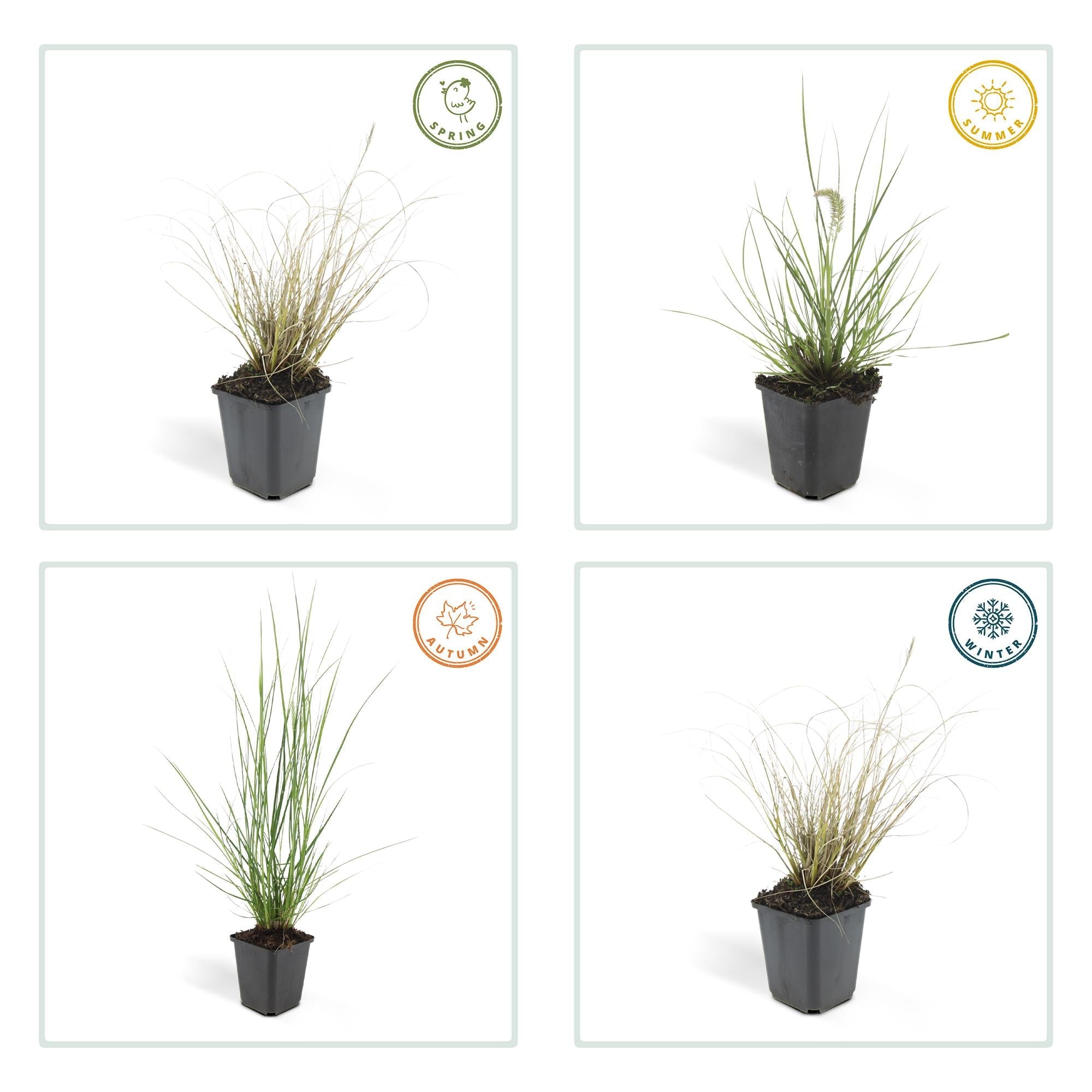 Lampenputzergras ‘Hameln’ – Ziergras im 9 cm Topf, 10–25 cm Höhe - Green Guardia - Ihr Experte für Schädlinge und Pflanzen