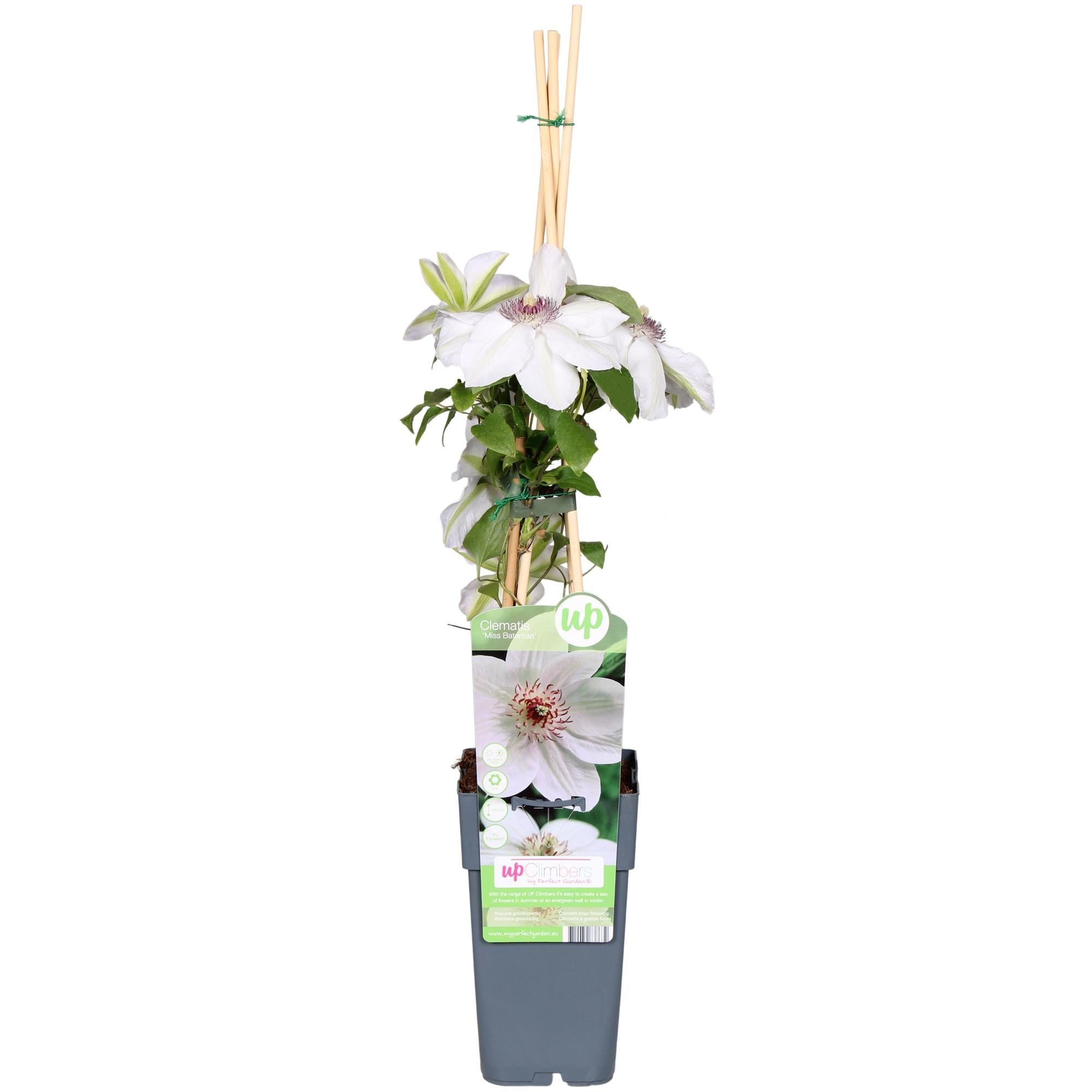 lematis ‘Miss Bateman’ – weiße Blüte, 15 cm Topf, 65 cm Höhe - Green Guardia - Ihr Experte für Schädlinge und Pflanzen