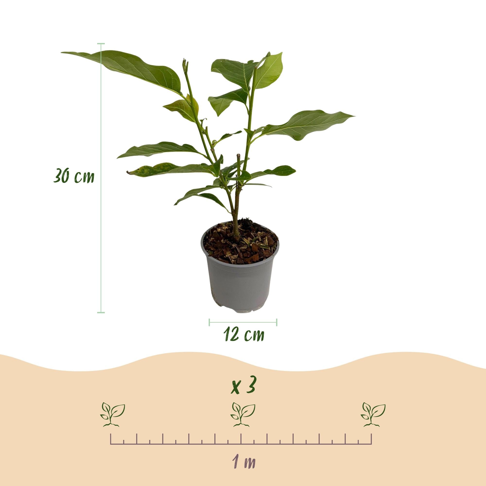 Magnolia ‘George Henry Kern’ – laubabwerfend & pflegeleicht – rosa Blüte – 12 cm Topf, ca. 30 cm hoch - Green Guardia - Ihr Experte für Schädlinge und Pflanzen