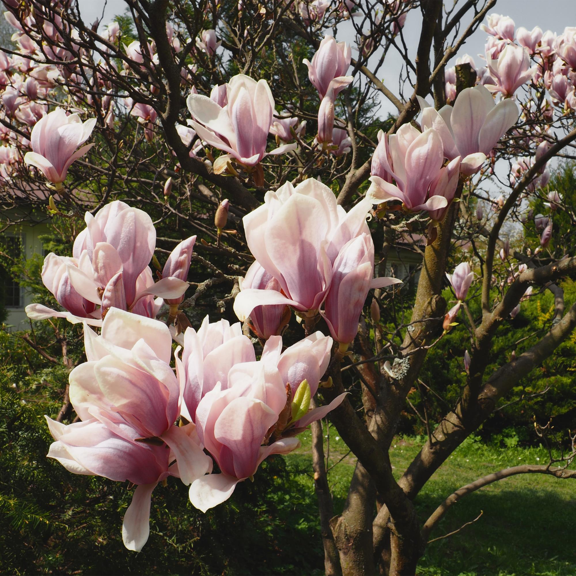 Magnolia soulangiana – Strauch mit hellrosa Blüten, 17 cm Topf, 45 cm Höhe - Green Guardia - Ihr Experte für Schädlinge und Pflanzen