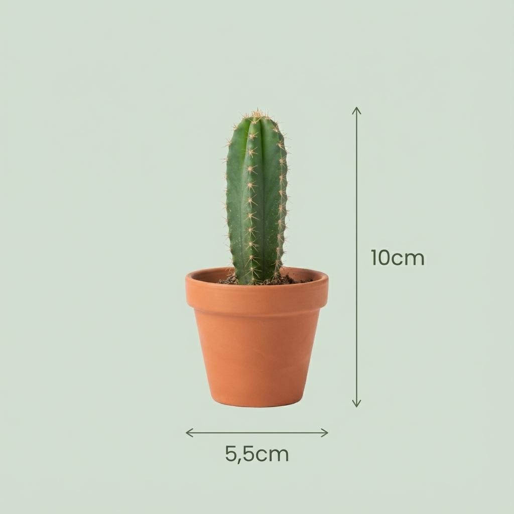 Mini - Kakteen Kollektion – im natürliche Terrakottatöpfe 8cm, 5–10 cm Höhe - Green Guardia - Ihr Experte für Schädlinge und Pflanzen