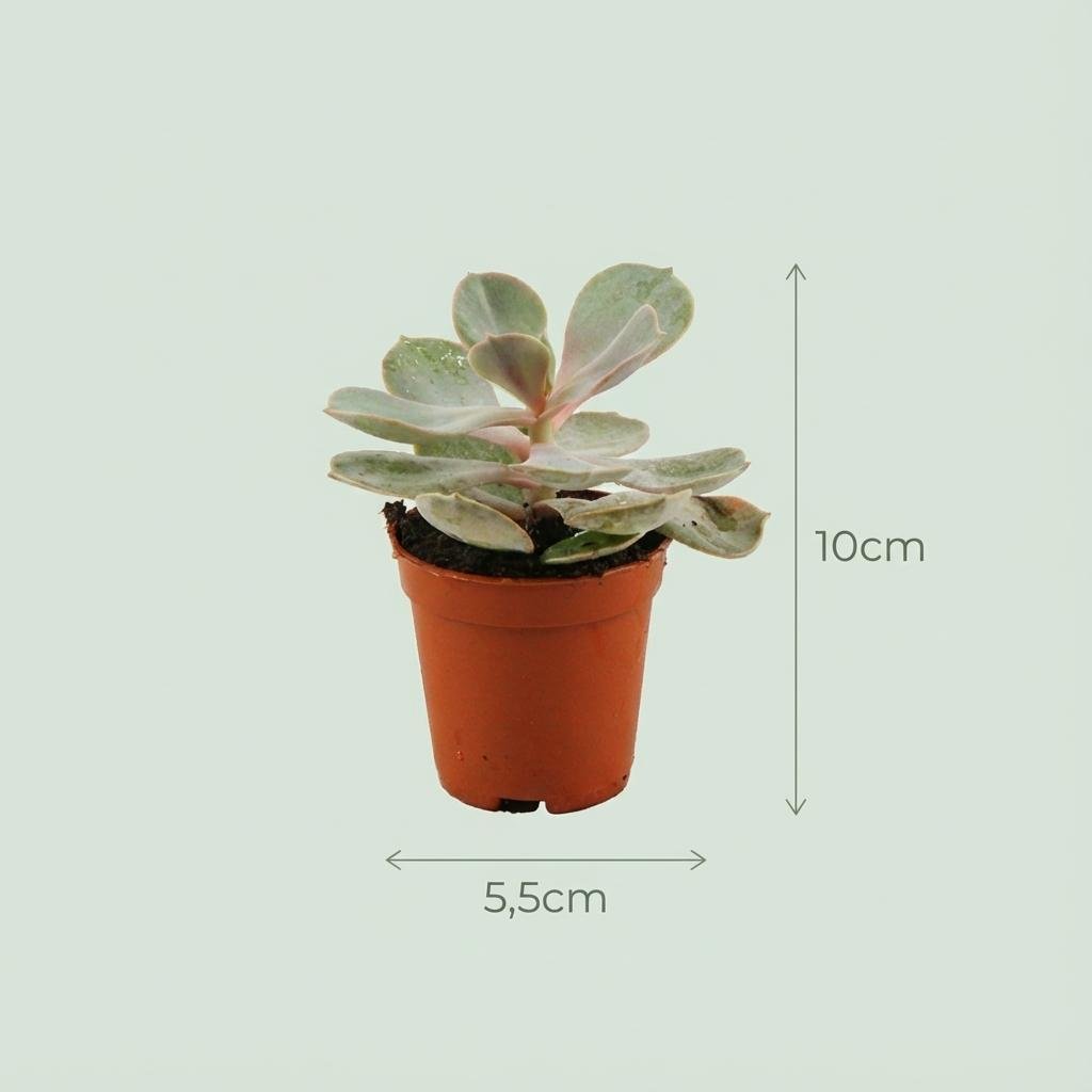 Mini - Sukkulenten Mix – Ø 8,1 cm, Höhe 5–10 cm, im Terrakottatopf - Green Guardia - Ihr Experte für Schädlinge und Pflanzen