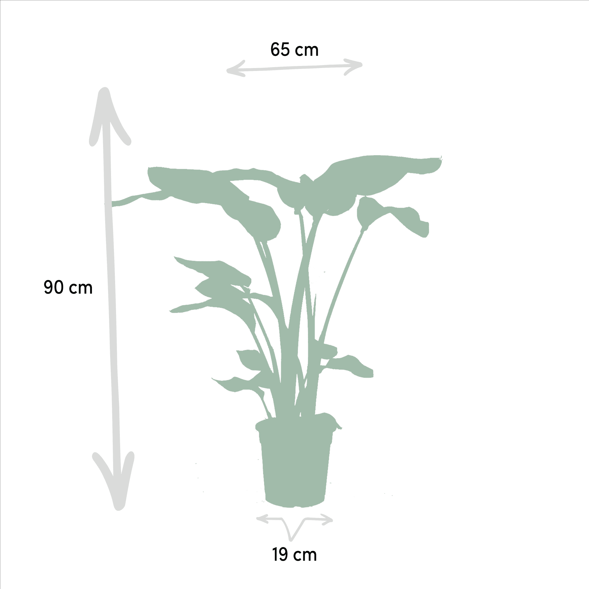 Monstera deliciosa, Alocasia zebrina & Strelitzia nicolai – 3 Pflanzen – 19–21 cm Topf, ca. 75–85 cm hoch - Green Guardia - Ihr Experte für Schädlinge und Pflanzen