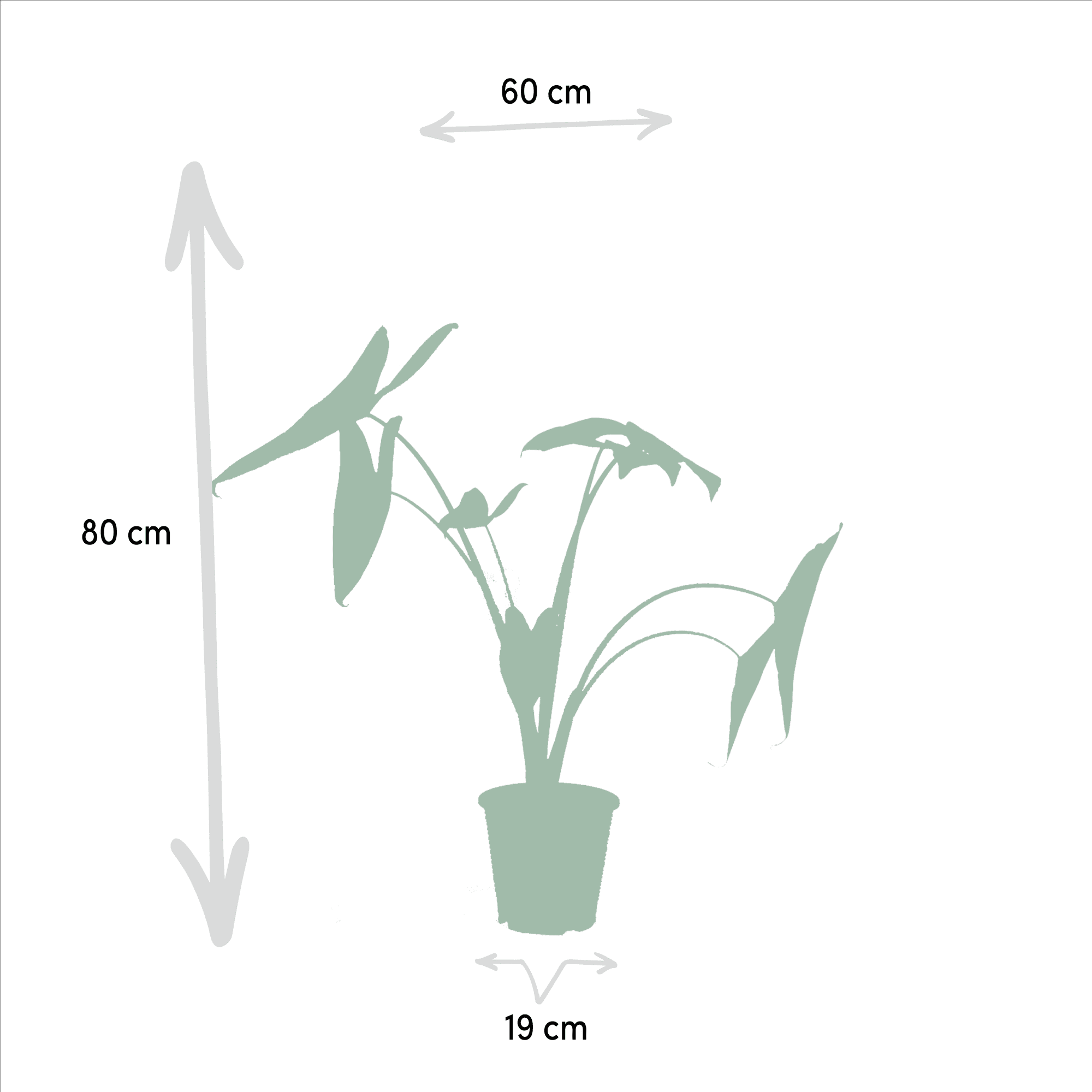 Monstera deliciosa, Alocasia zebrina & Strelitzia nicolai – 3 Pflanzen – 19–21 cm Topf, ca. 75–85 cm hoch - Green Guardia - Ihr Experte für Schädlinge und Pflanzen