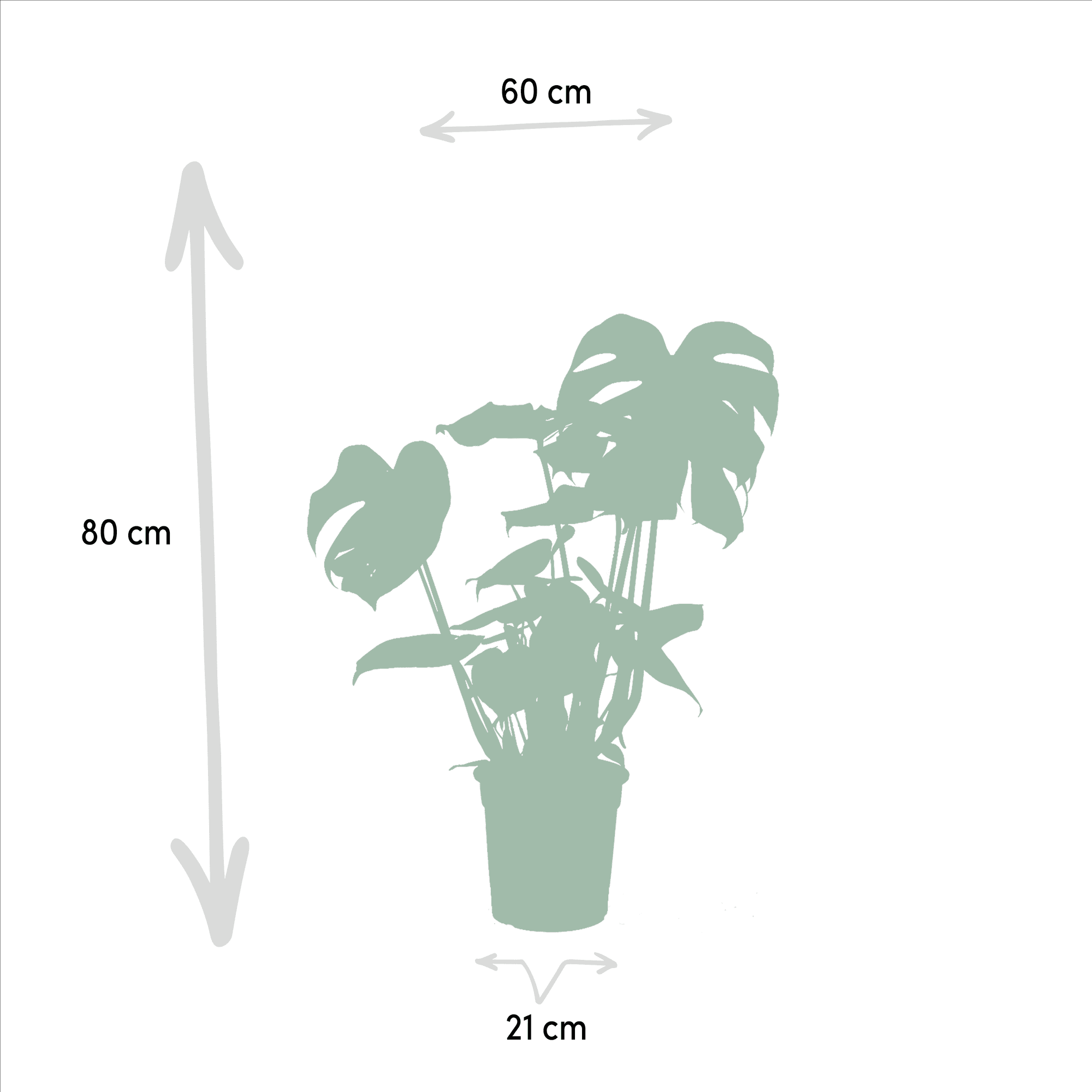 Monstera deliciosa, Alocasia zebrina & Strelitzia nicolai – 3 Pflanzen – 19–21 cm Topf, ca. 75–85 cm hoch - Green Guardia - Ihr Experte für Schädlinge und Pflanzen