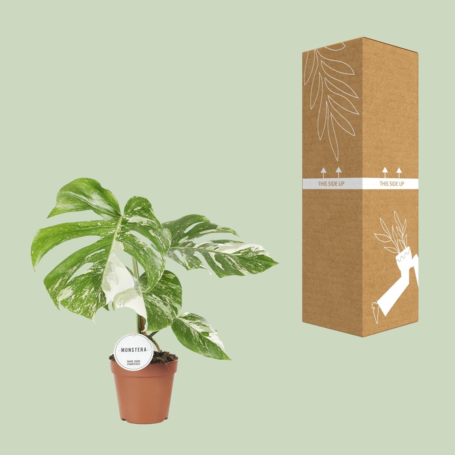 Monstera Deliciosa Variegata – Buntblättriges Fensterblatt - 15 cm Topf, 45 cm hoch - Green Guardia - Ihr Experte für Schädlinge und Pflanzen