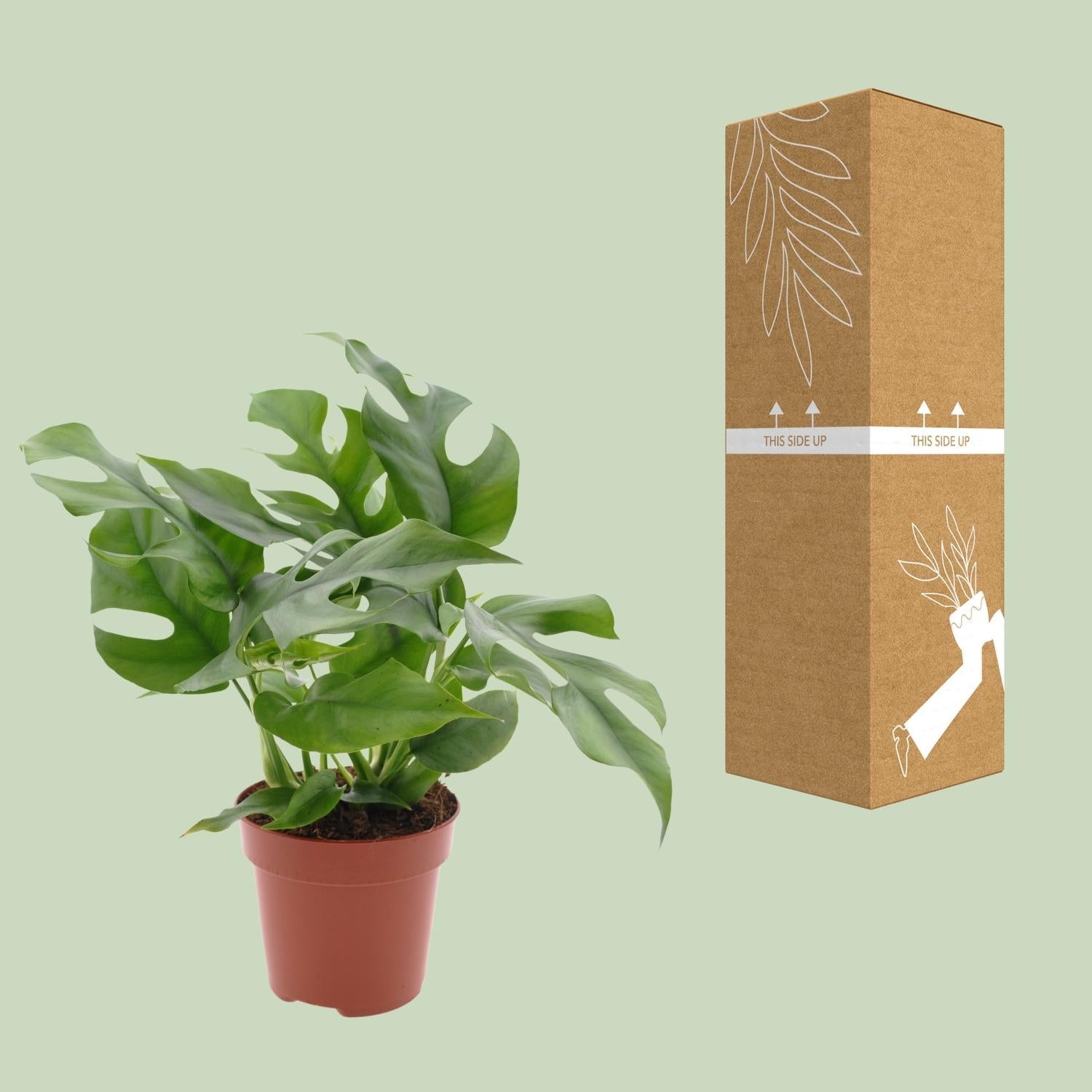 Monstera Minima – Zwerg - Fensterblatt - 25 - 80 cm - Green Guardia - Ihr Experte für Schädlinge und Pflanzen