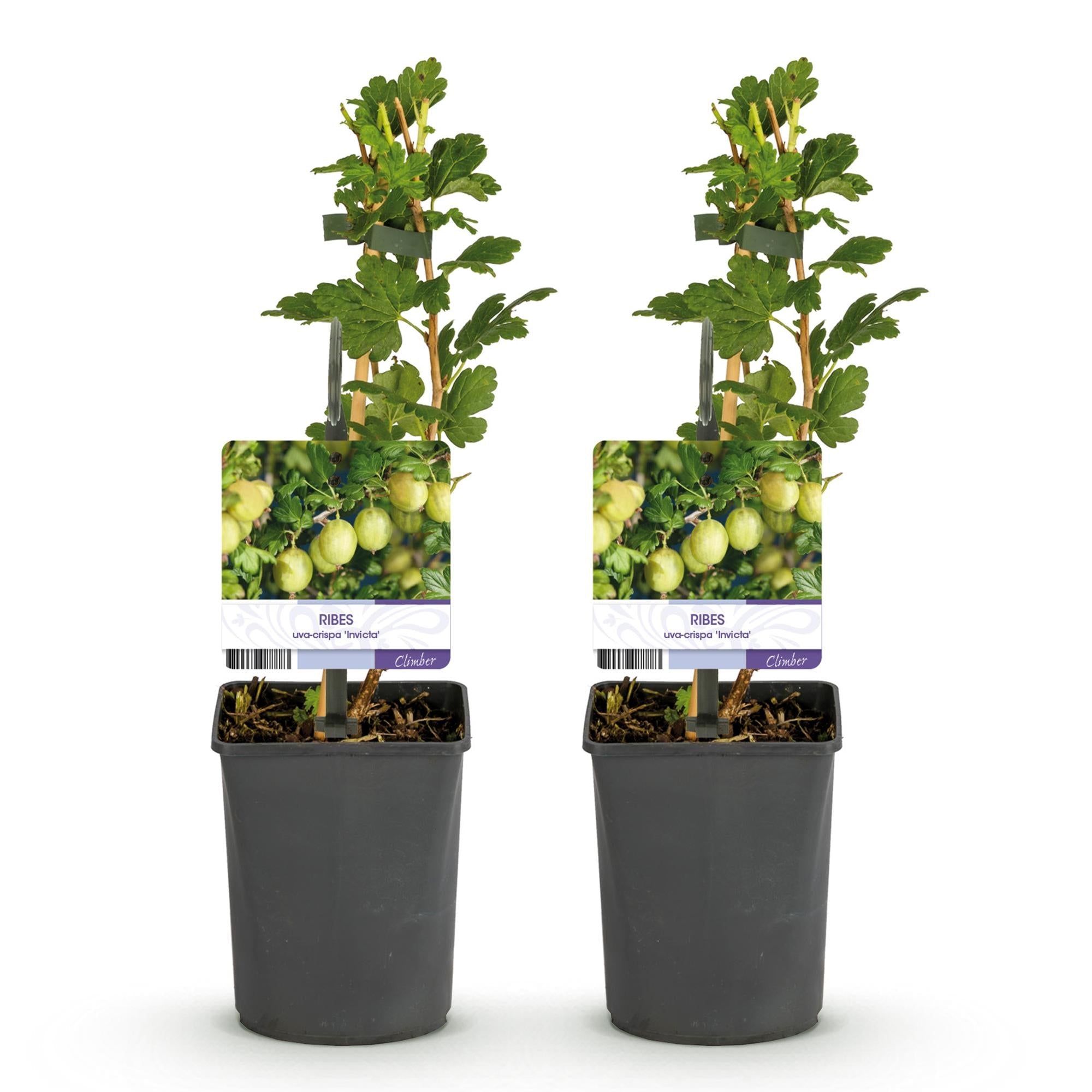 Obstpflanze Stachelbeere „Invicta“ – 2 Pflanzen, 11 cm - Topf, ca. 40 cm hoch - Green Guardia - Ihr Experte für Schädlinge und Pflanzen