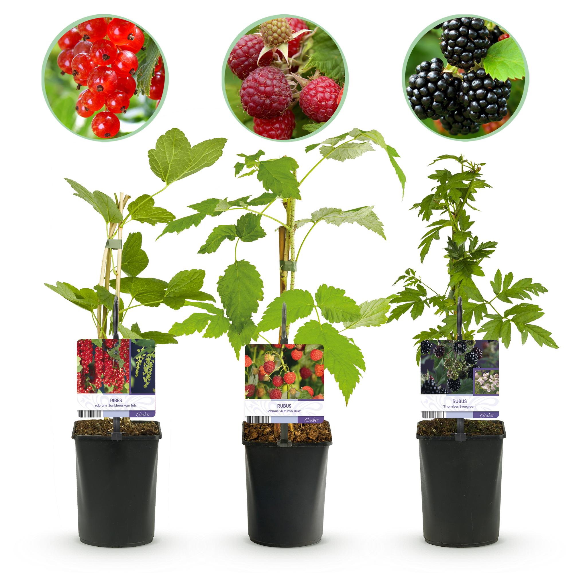 Obstpflanzen - Mix – Johannisbeere, Himbeere & Brombeere (3 Pflanzen, 11 cm Topf, ca. 40 cm) - Green Guardia - Ihr Experte für Schädlinge und Pflanzen