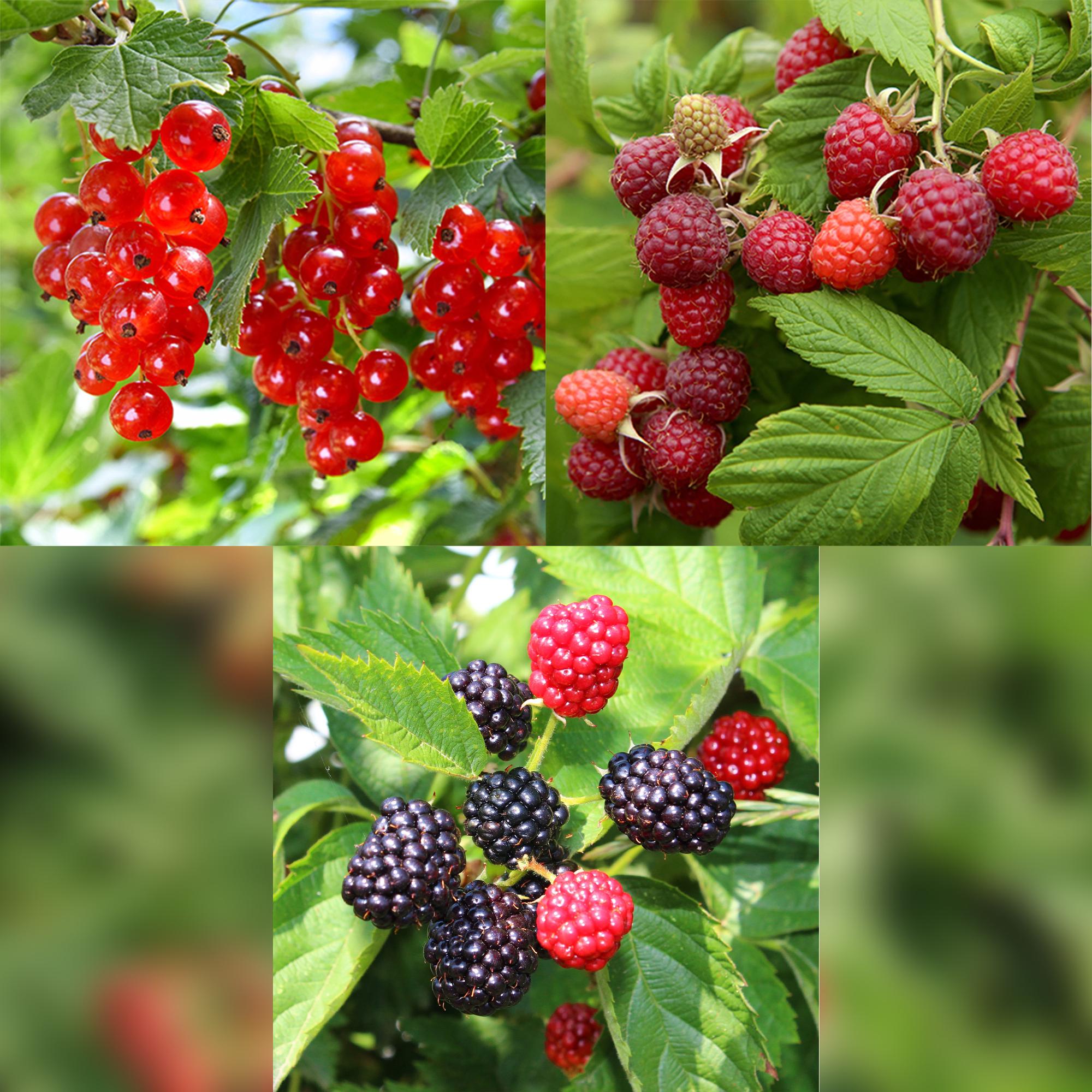 Obstpflanzen - Mix – Johannisbeere, Himbeere & Brombeere (3 Pflanzen, 11 cm Topf, ca. 40 cm) - Green Guardia - Ihr Experte für Schädlinge und Pflanzen