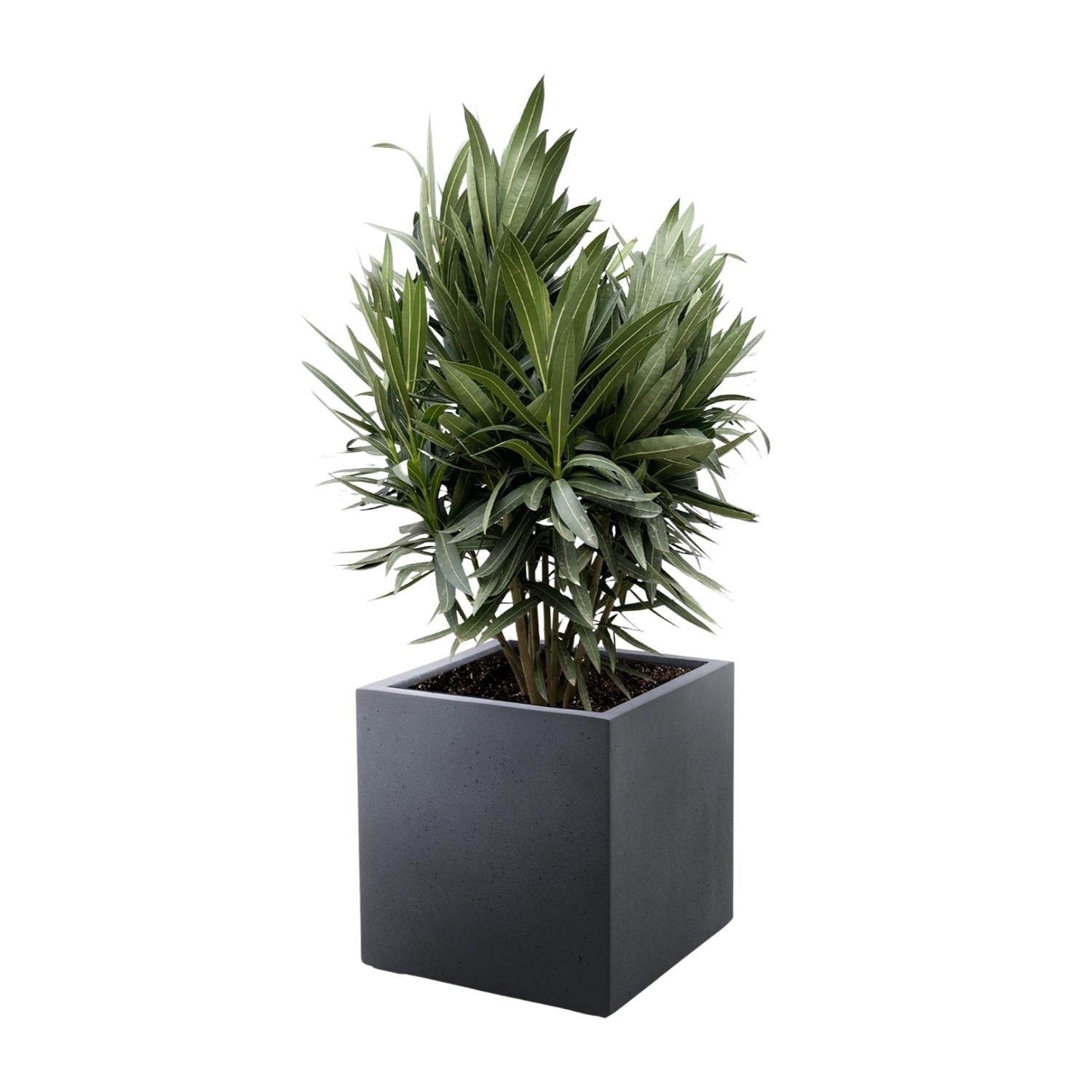 Oleander (Nerium oleander) - Ø19 - 70cm - Green Guardia - Ihr Experte für Schädlinge und Pflanzen