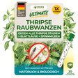 Punaises prédatrices Orius contre tous les stades de développement des thrips