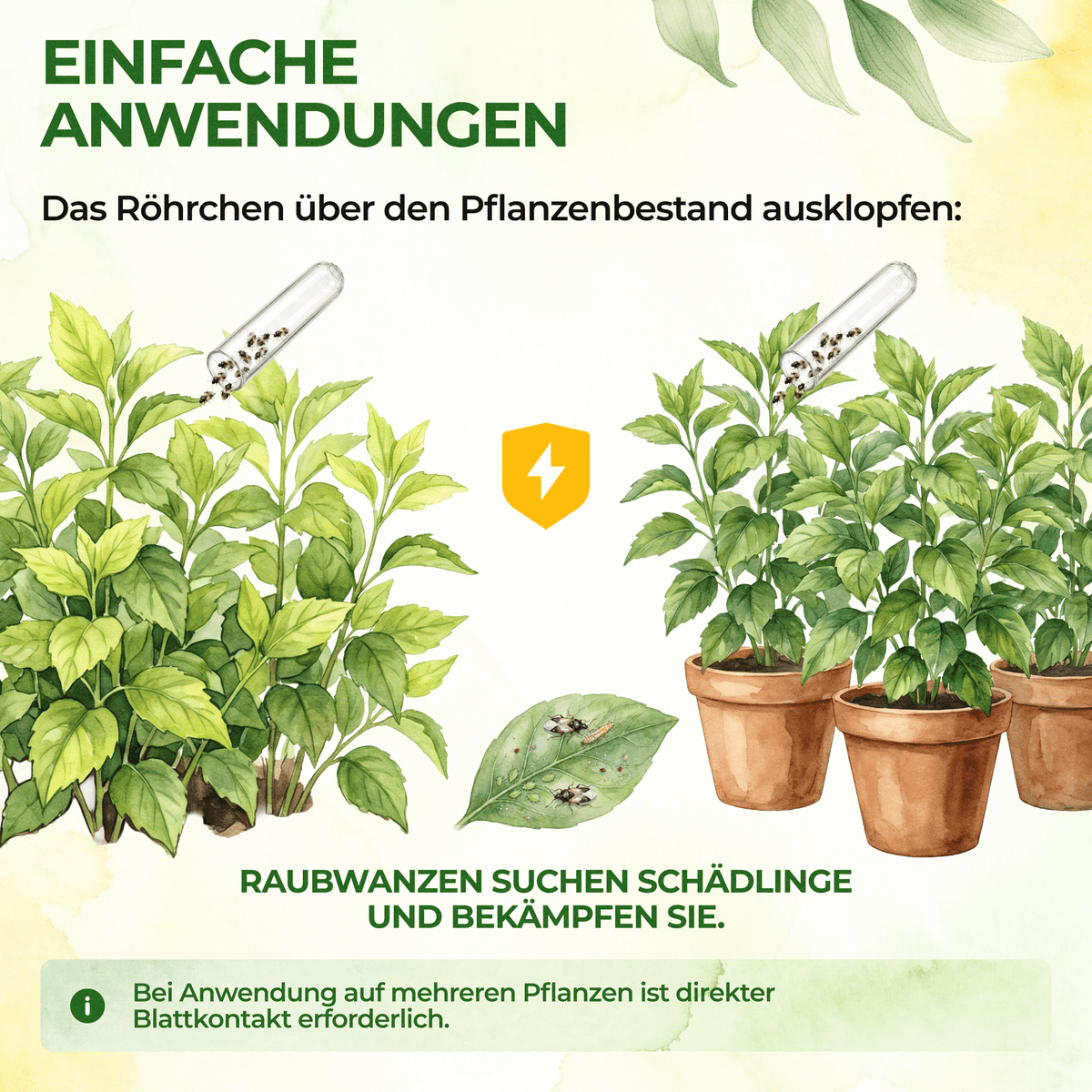 Orius Raubwanzen gegen alle Stadien von Thripse - Green Guardia - Ihr Experte für Schädlinge und Pflanzen