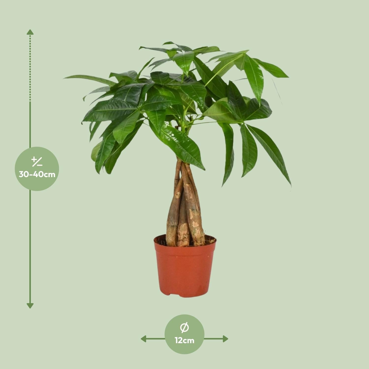 Pachira Aquatica – Glückskastanie - 35 - 120 cm - Green Guardia - Ihr Experte für Schädlinge und Pflanzen