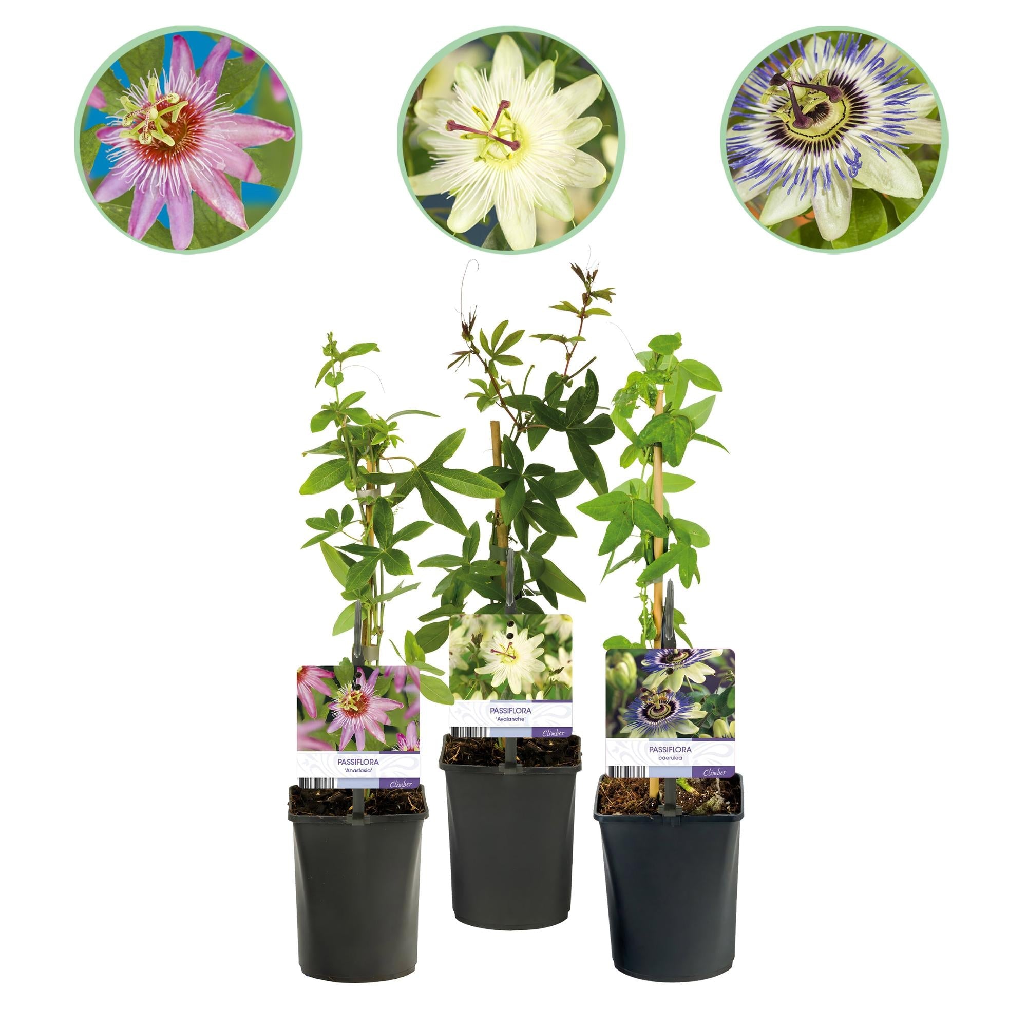 Passionsblume ‘Tricolour’ – farbenfrohe Kletterpflanze, 3 Pflanzen, 11 cm Topf, 40 cm hoch - Green Guardia - Ihr Experte für Schädlinge und Pflanzen