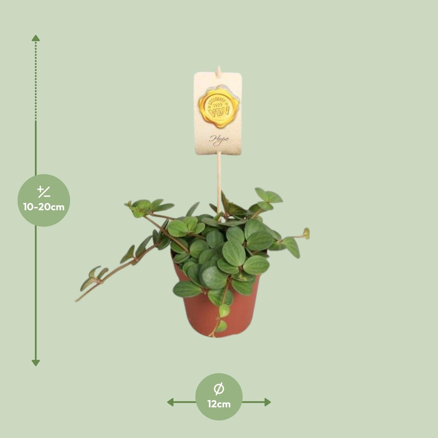 Peperomia ‘Hope’ – Peperomie - 12cm Topf, 15cm hoch - Green Guardia - Ihr Experte für Schädlinge und Pflanzen