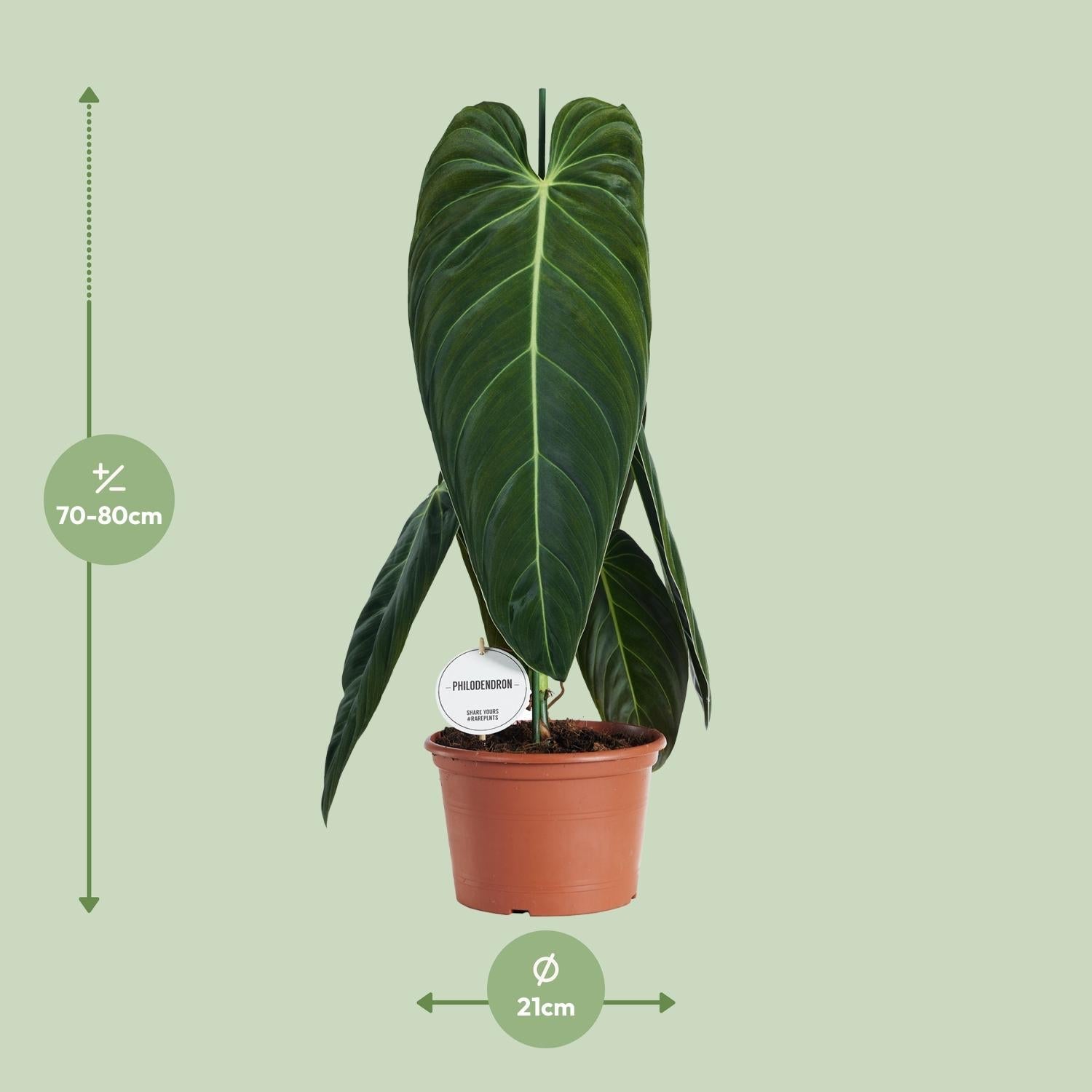 Philodendron melanochrysum – Baumfreund – 21 cm Topf, 75 cm hoch - Green Guardia - Ihr Experte für Schädlinge und Pflanzen