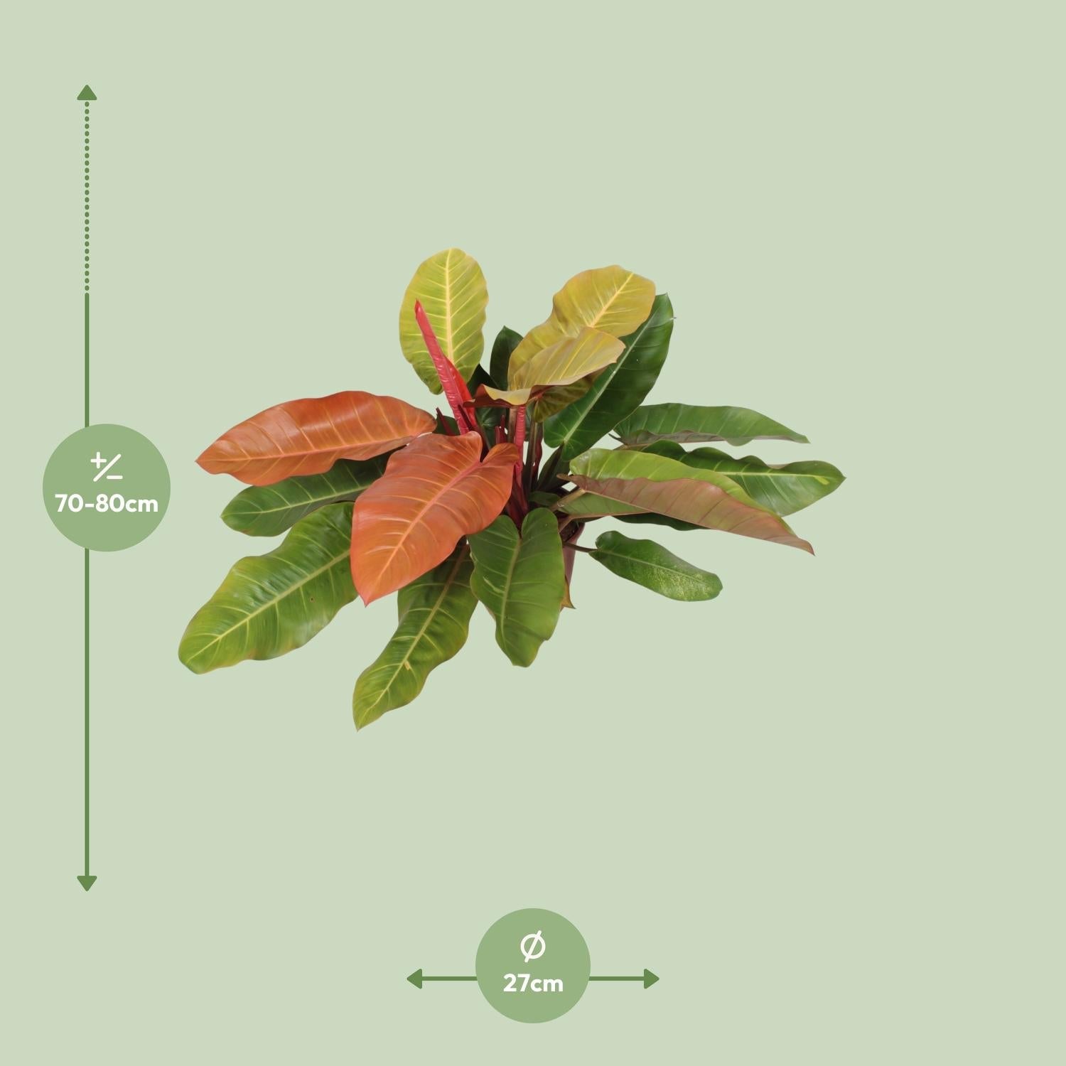 Philodendron "Prince of Orange" – Orange - Philodendron - 45 - 75 cm - Green Guardia - Ihr Experte für Schädlinge und Pflanzen