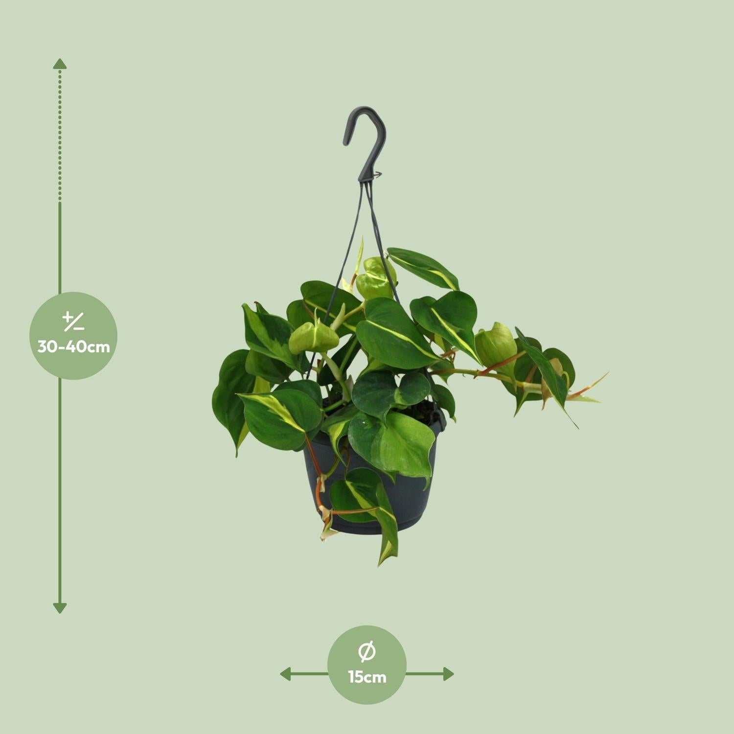 Philodendron Scandens ‘Brasil’ – Herzblatt - Philodendron - 15 - 120 cm - Green Guardia - Ihr Experte für Schädlinge und Pflanzen