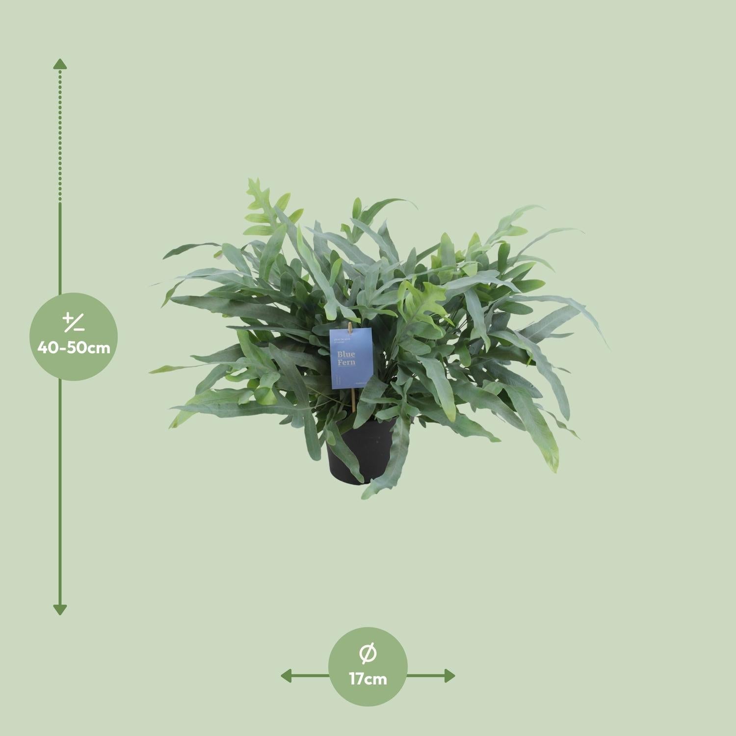 Phlebodium Aureum ‘Blue Star’ – Blaufarn - 17 cm Topf, 50 cm hoch - Green Guardia - Ihr Experte für Schädlinge und Pflanzen
