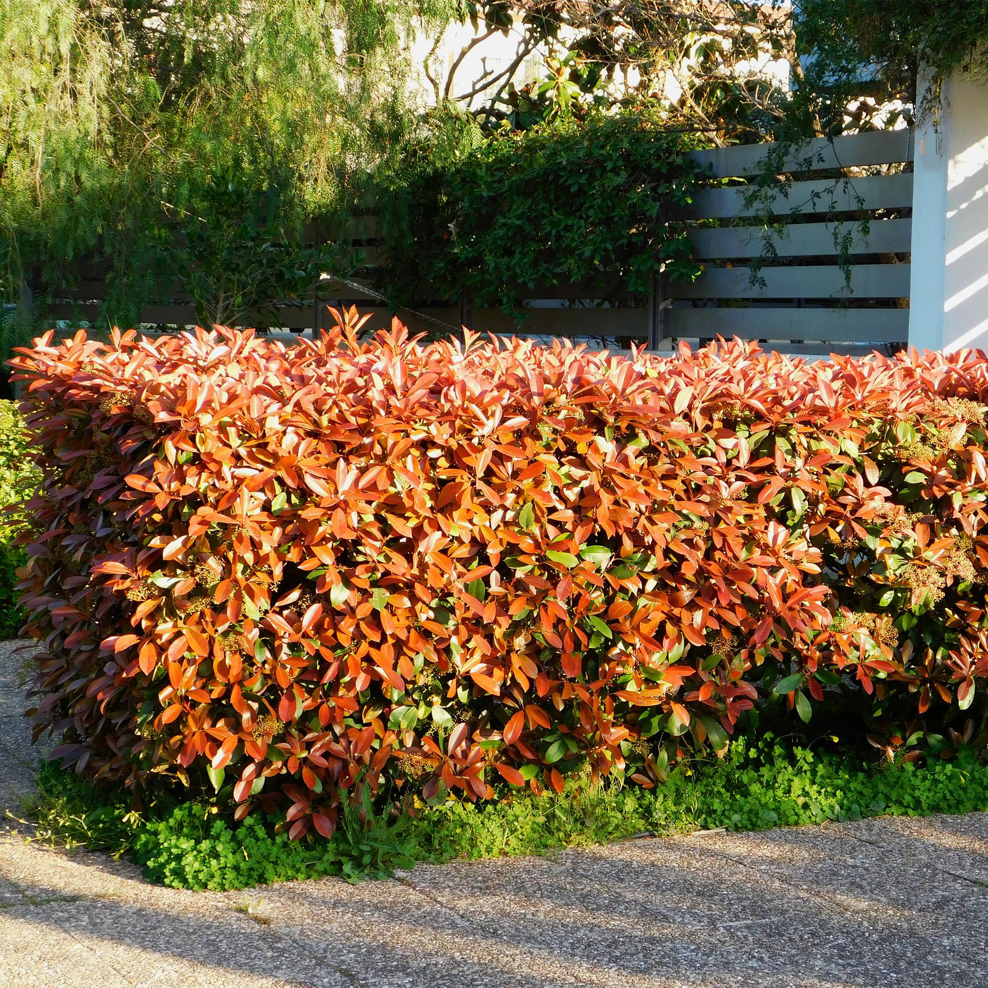 Photinia Fraseri ‘Red Robin’ – Glanzmispel, immergrün, 6 Pflanzen – 17 cm Topf, 50 cm hoch - Green Guardia - Ihr Experte für Schädlinge und Pflanzen