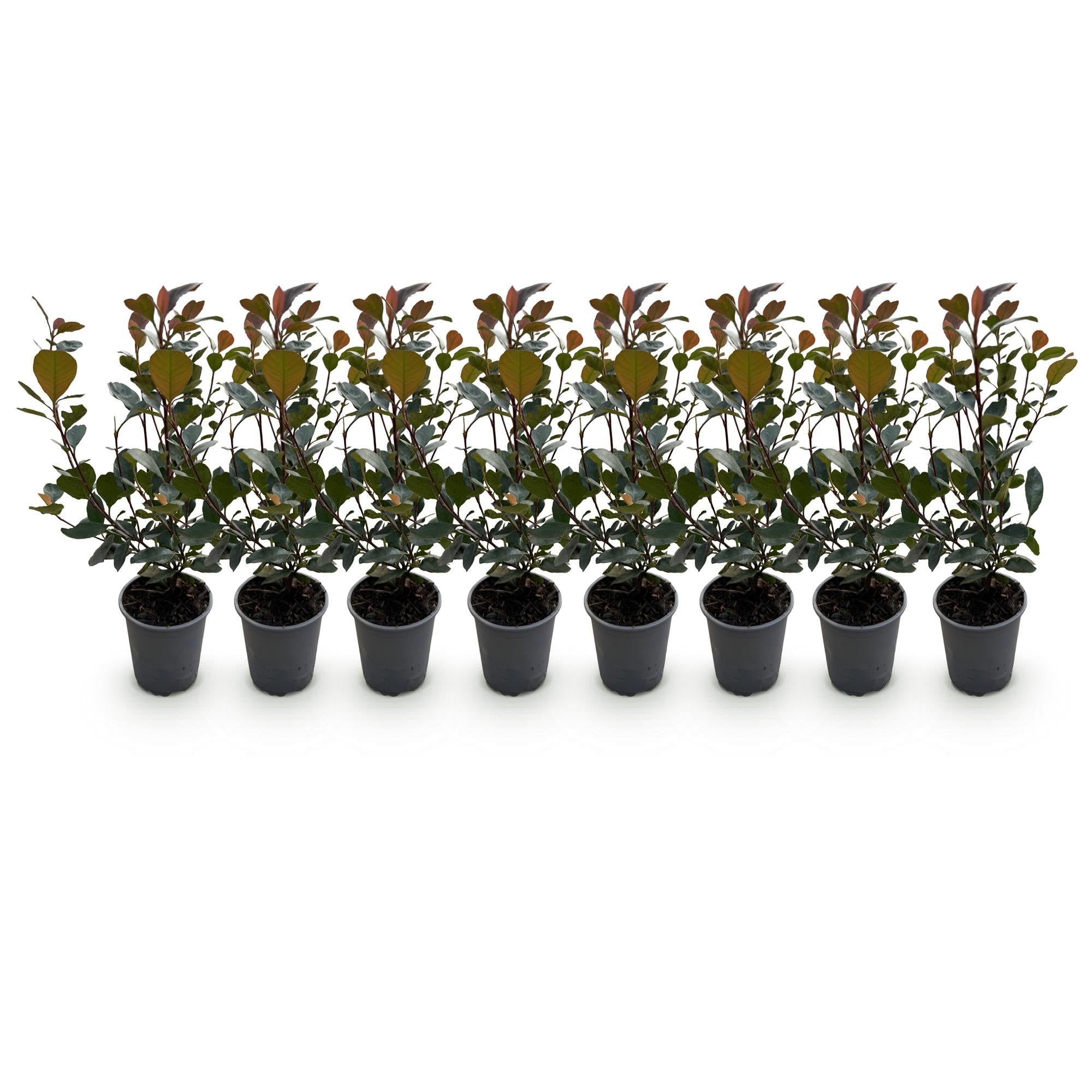 Photinia ‘Little Red Robin’ – rotes Blatt – 8 Pflanzen – ca. 1 laufender Meter – immergrün – 9 cm Topf, 30–35 cm hoch - Green Guardia - Ihr Experte für Schädlinge und Pflanzen