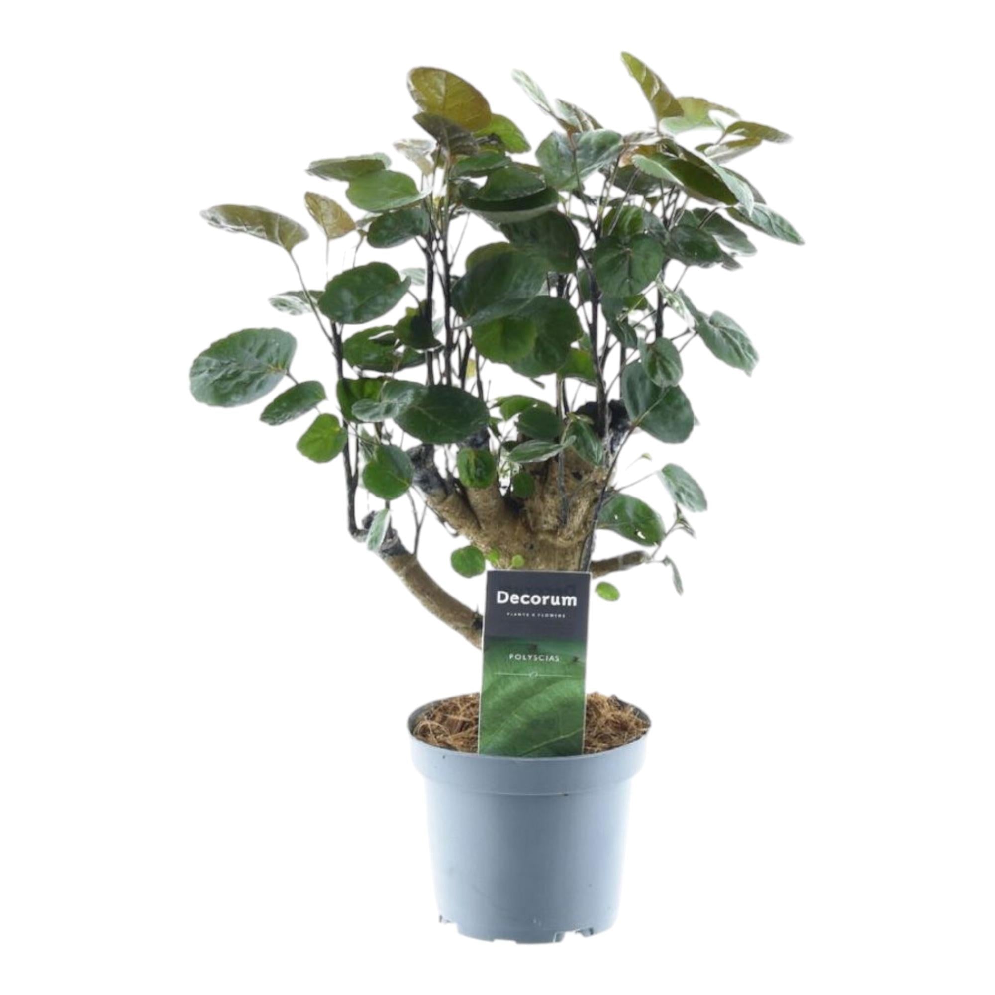 Polyscias Fabian – Aralienbaum - 45 - 130 cm - Green Guardia - Ihr Experte für Schädlinge und Pflanzen