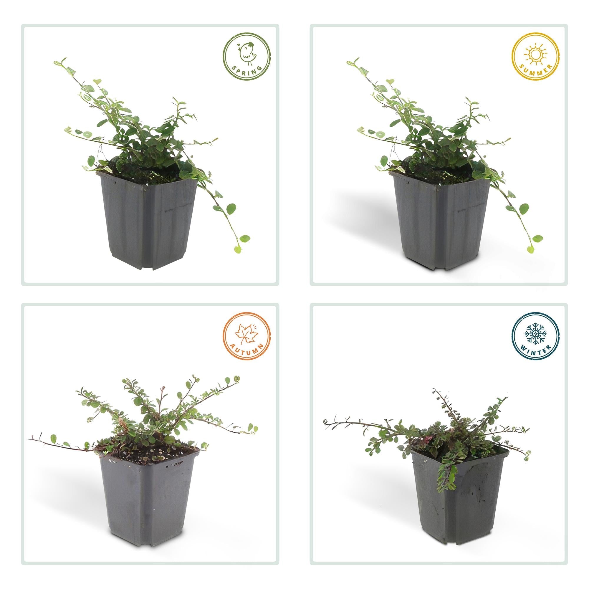 ‘Queen of Carpets’ Cotoneaster – flach wachsender Bodendecker, 9 cm Topf, 10–25 cm - Green Guardia - Ihr Experte für Schädlinge und Pflanzen
