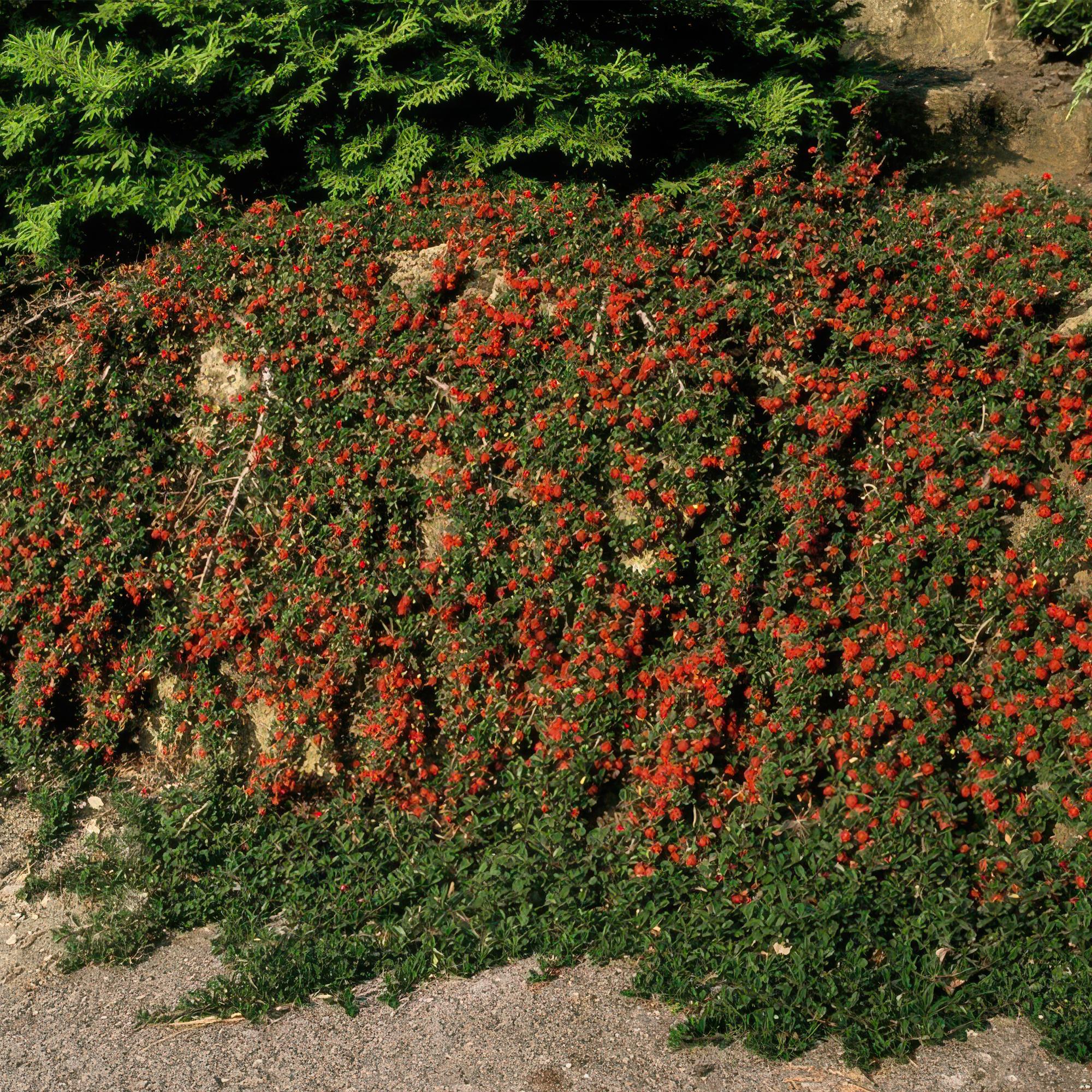 ‘Queen of Carpets’ Cotoneaster – flach wachsender Bodendecker, 9 cm Topf, 10–25 cm - Green Guardia - Ihr Experte für Schädlinge und Pflanzen