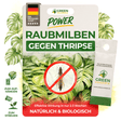 Raubmilben gegen Thripse
