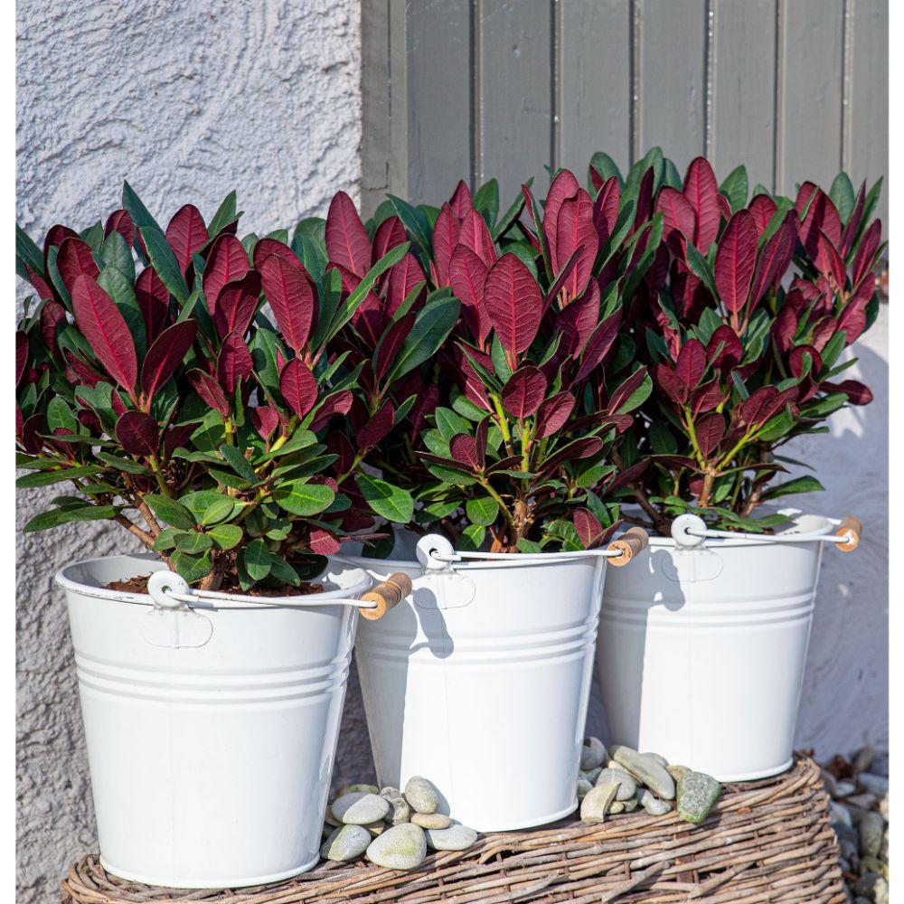 Rhododendron ‘Wine & Roses’ – immergrün, 13 cm Topf, 20 cm hoch - Green Guardia - Ihr Experte für Schädlinge und Pflanzen